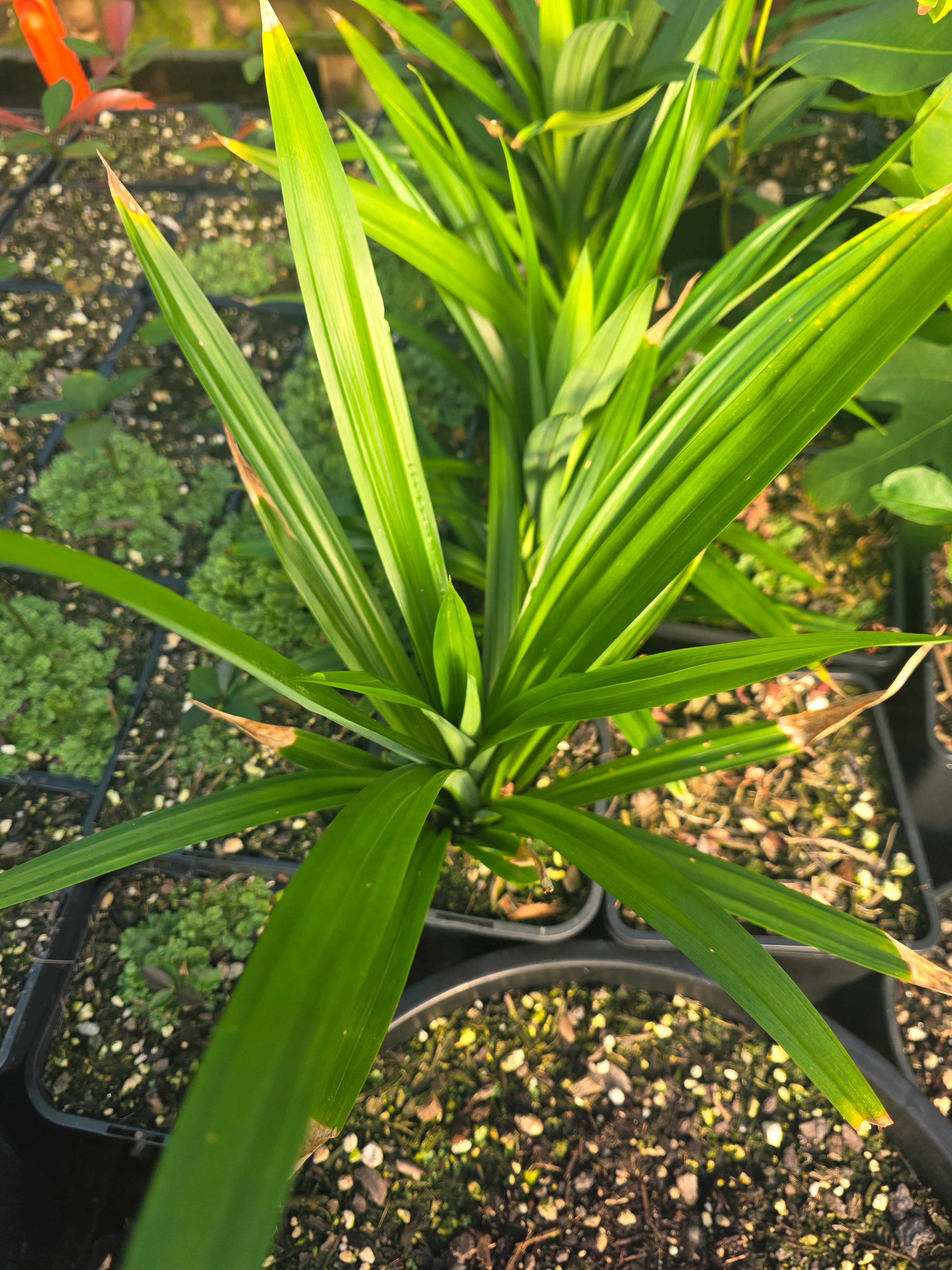 Pandan plant flyingdragonnursery
