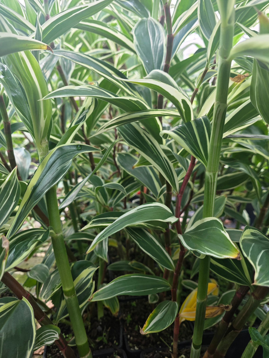 Variegated Spiral Ginger (Rare)