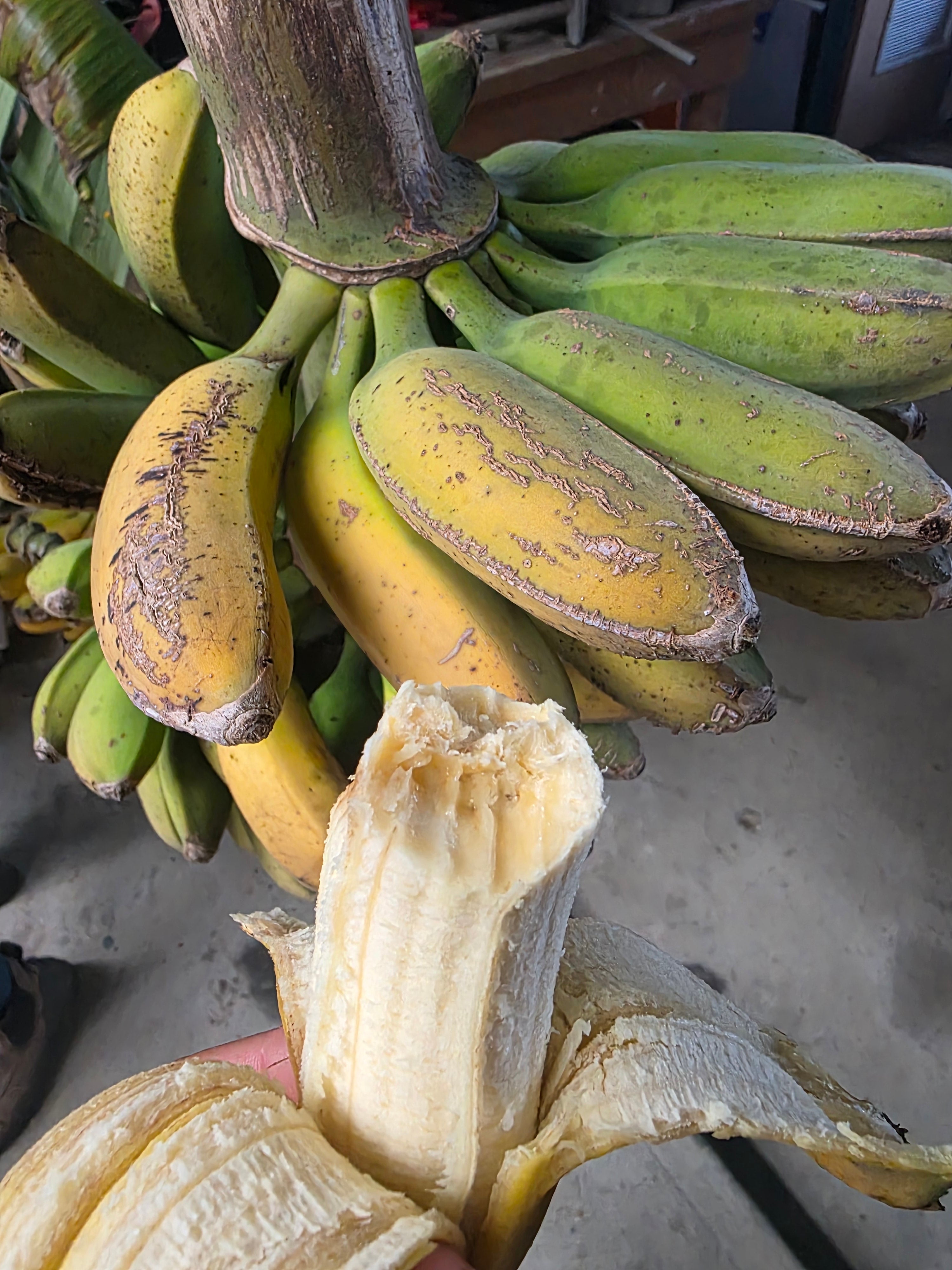 Banana - Pome flyingdragonnursery