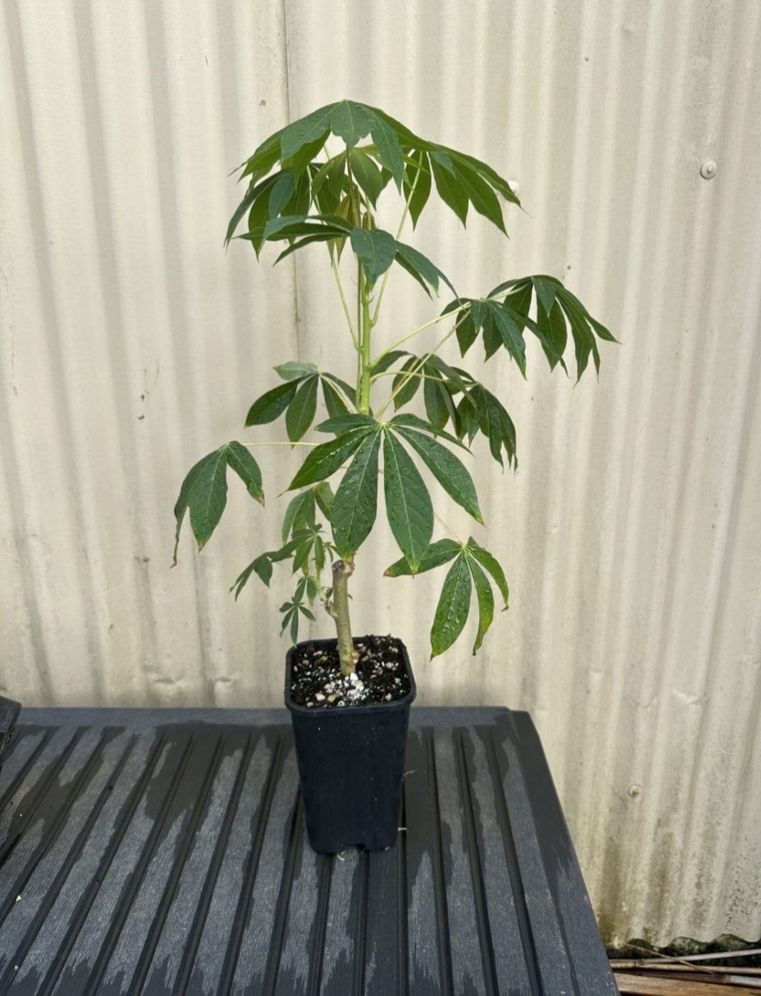 Yuca, Cassava flyingdragonnursery