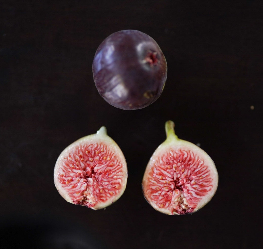 Fig - Sweet Black flyingdragonnursery