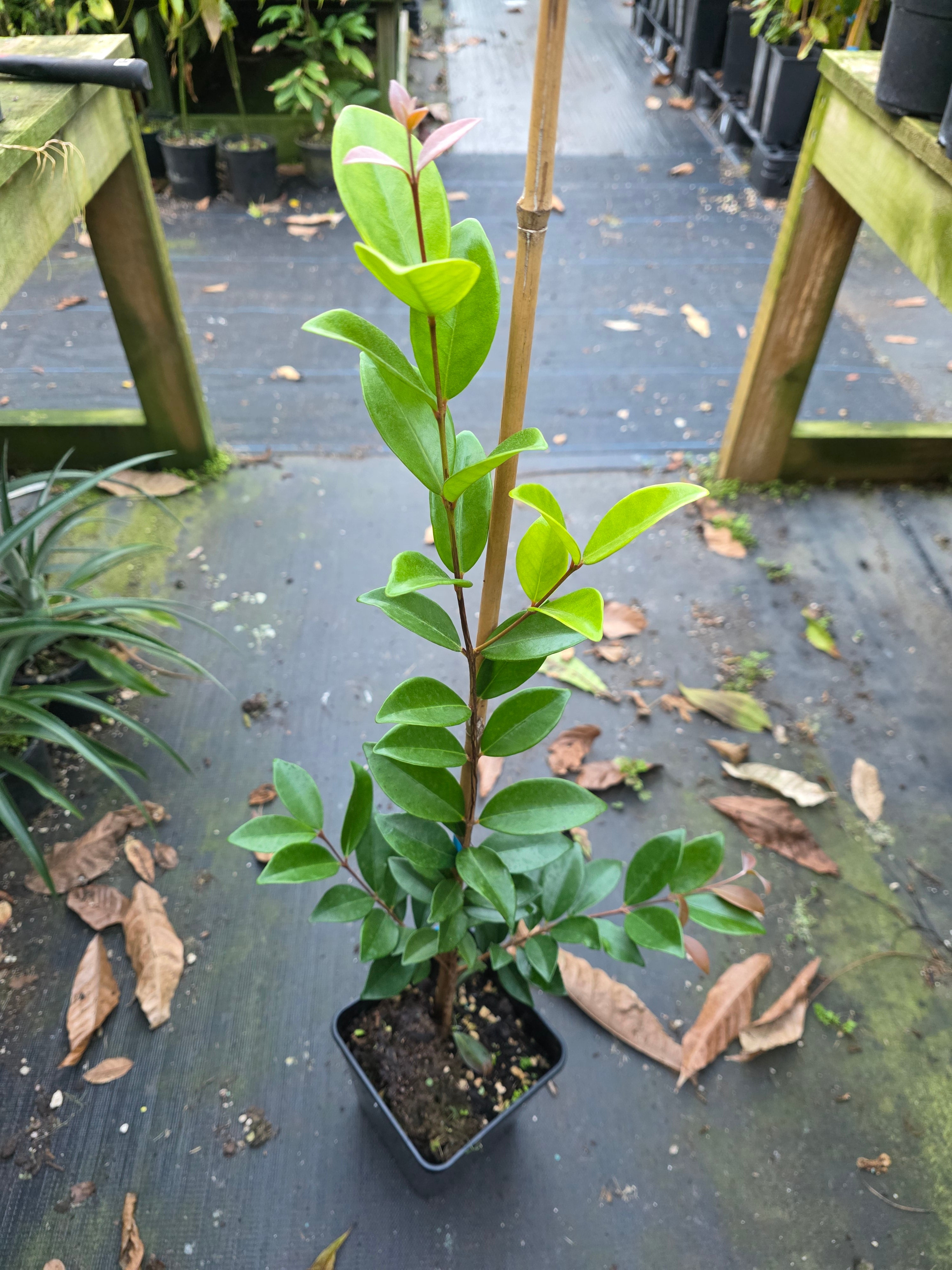 Cedar Bay Cherry