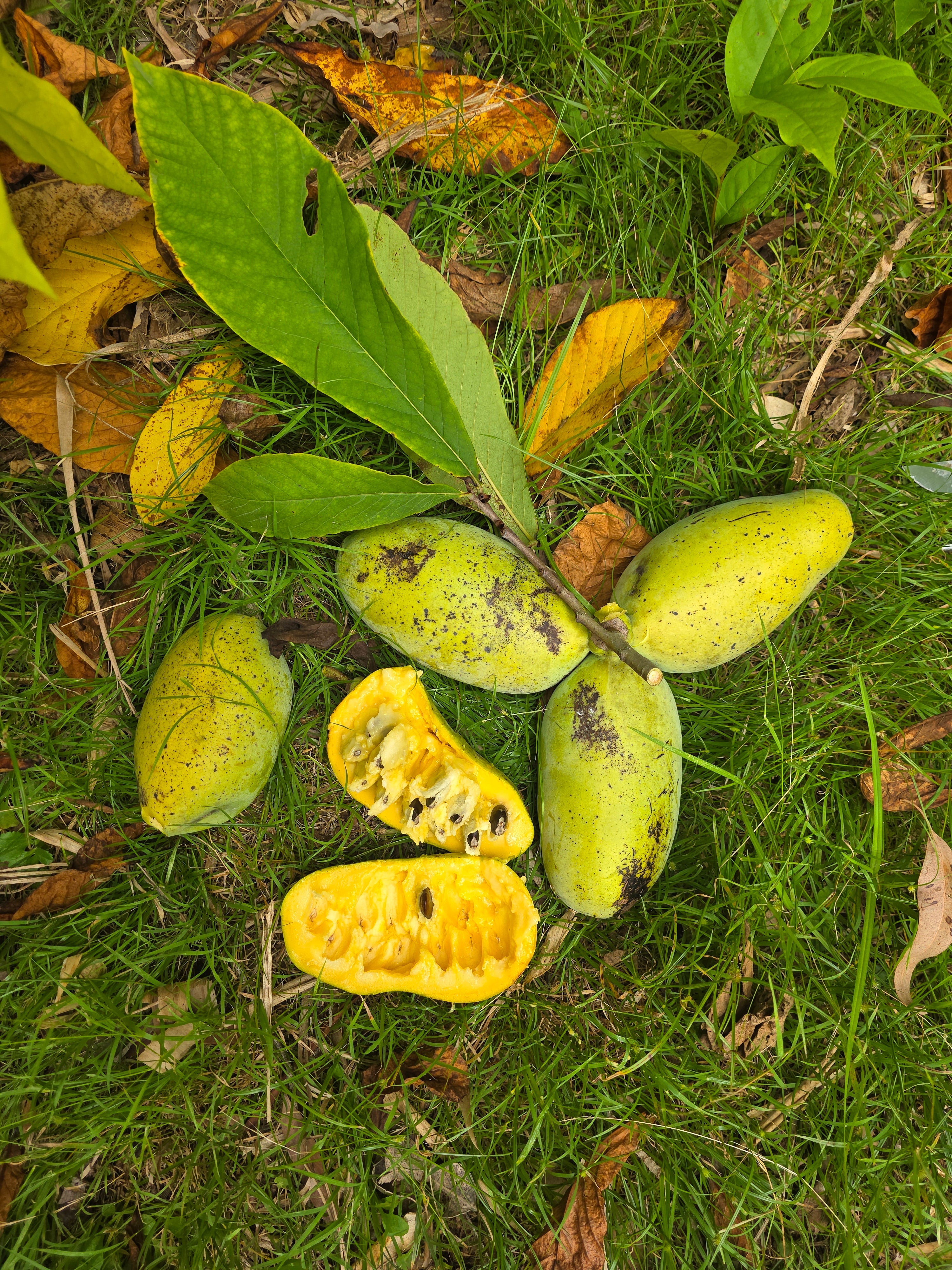 American Pawpaw - Cold Hardy flyingdragonnursery