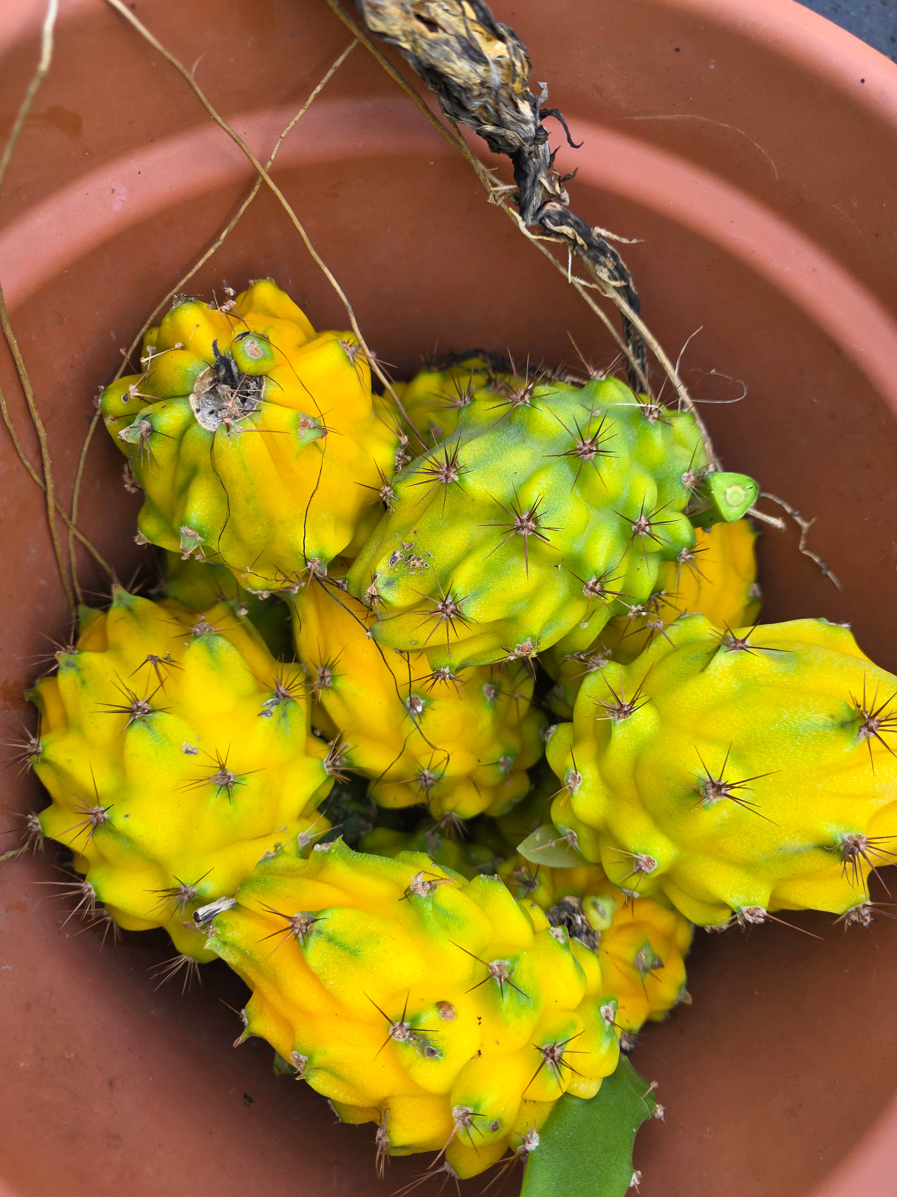 Dragonfruit Yellow (Palora) - Grafted