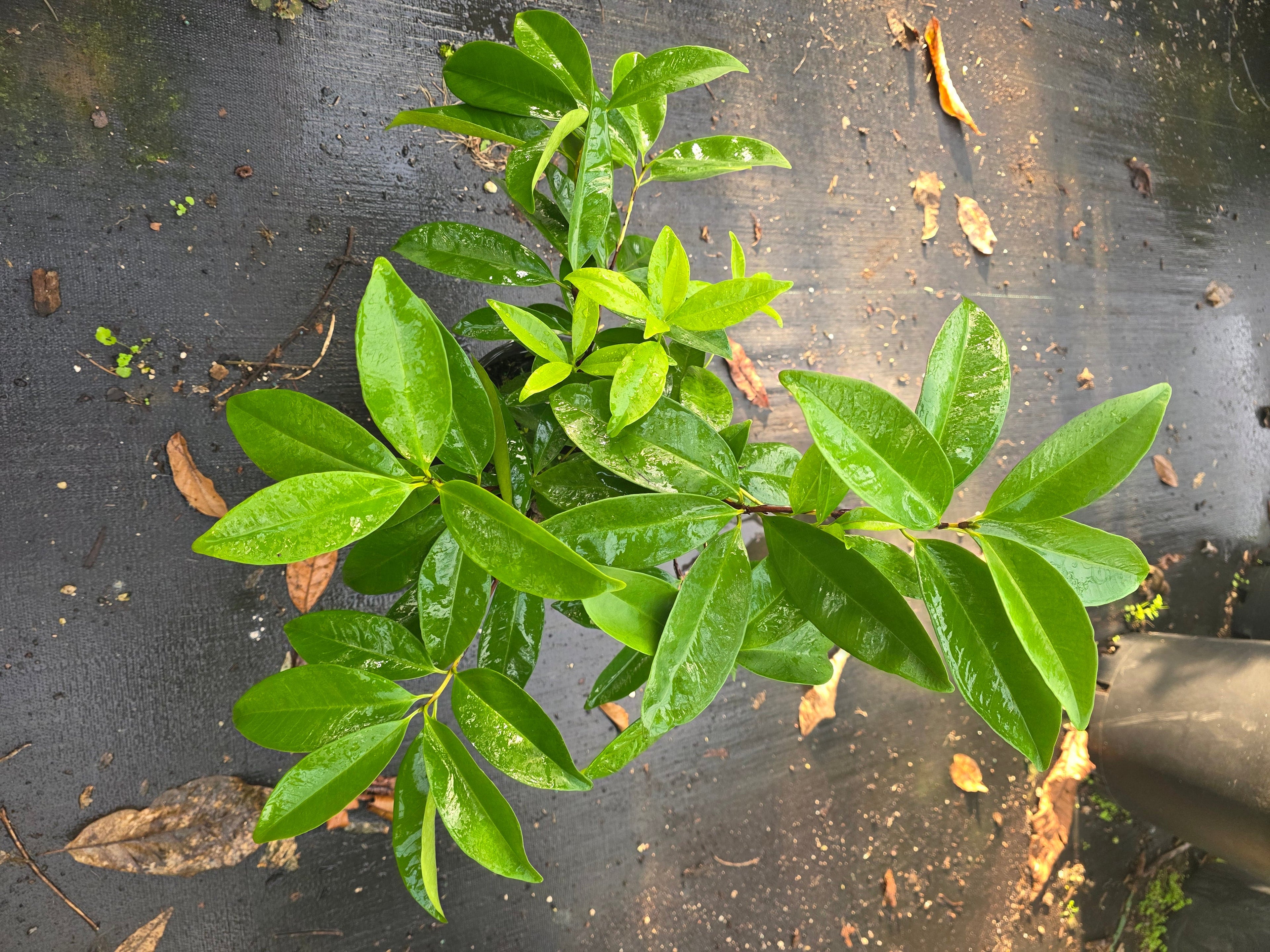 Grumichama Cherry flyingdragonnursery