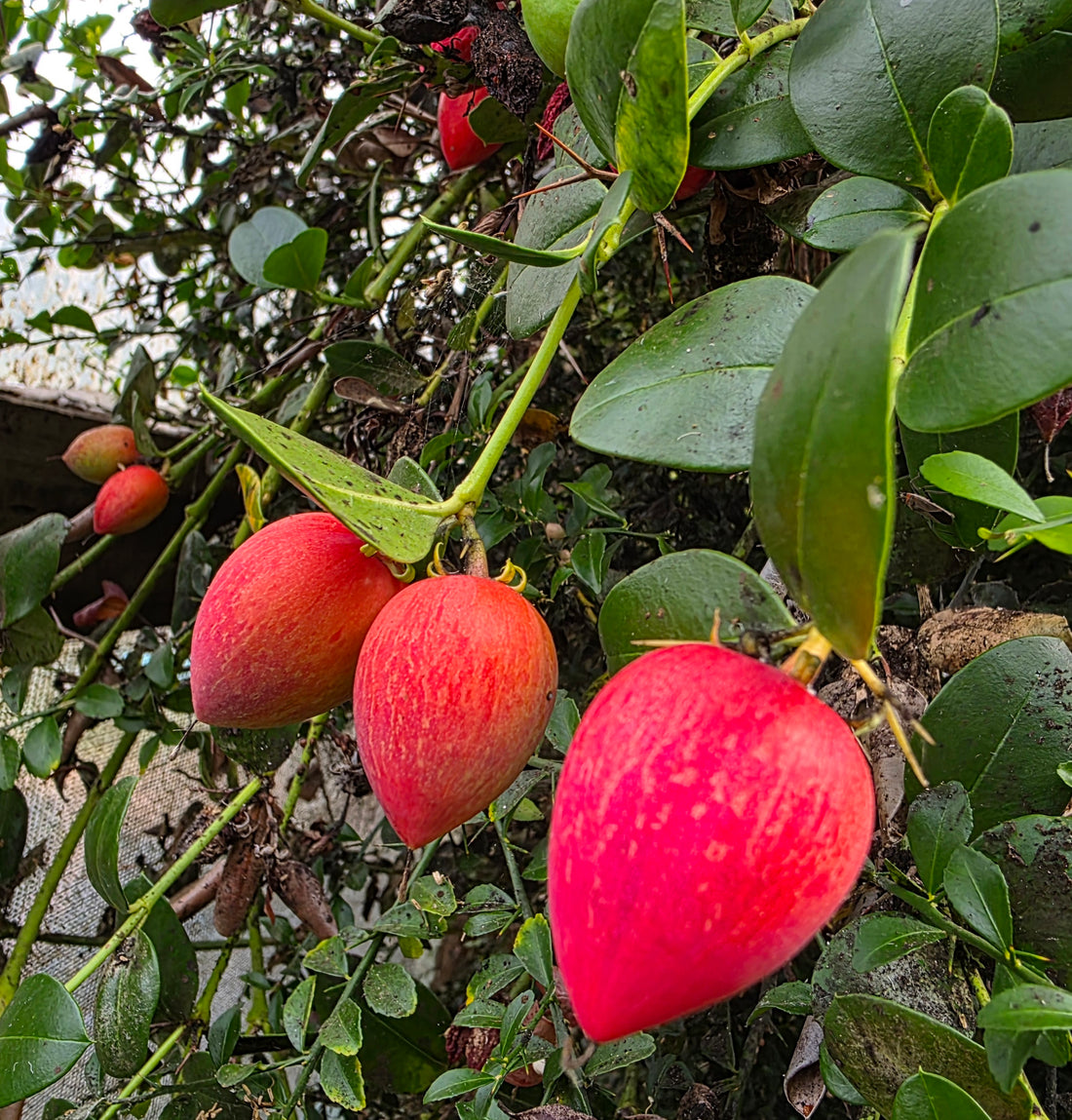 Natal plum flyingdragonnursery