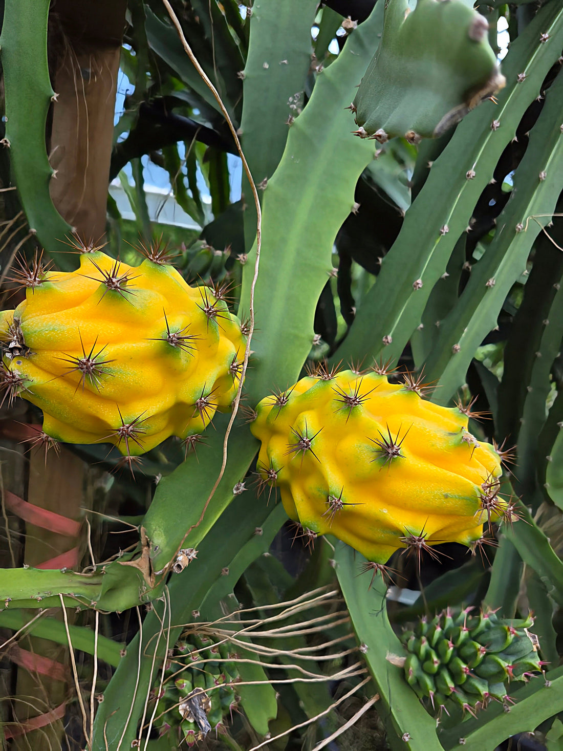 Dragonfruit Yellow (Palora) - Rooted in a pot flyingdragonnursery
