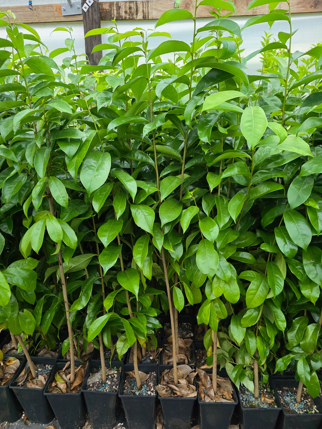 Soursop plant flyingdragonnursery