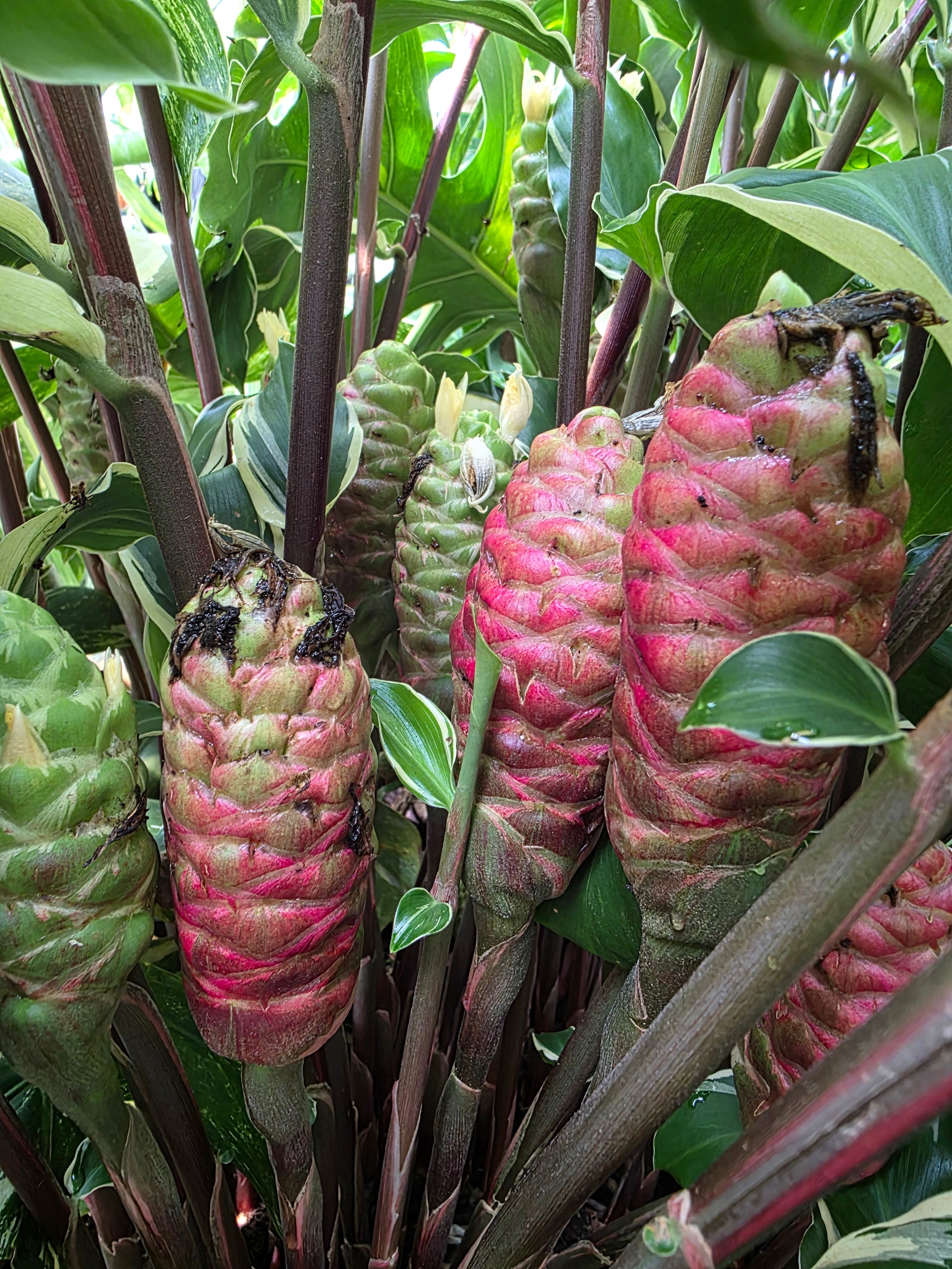 Variegated Shampoo Ginger flyingdragonnursery