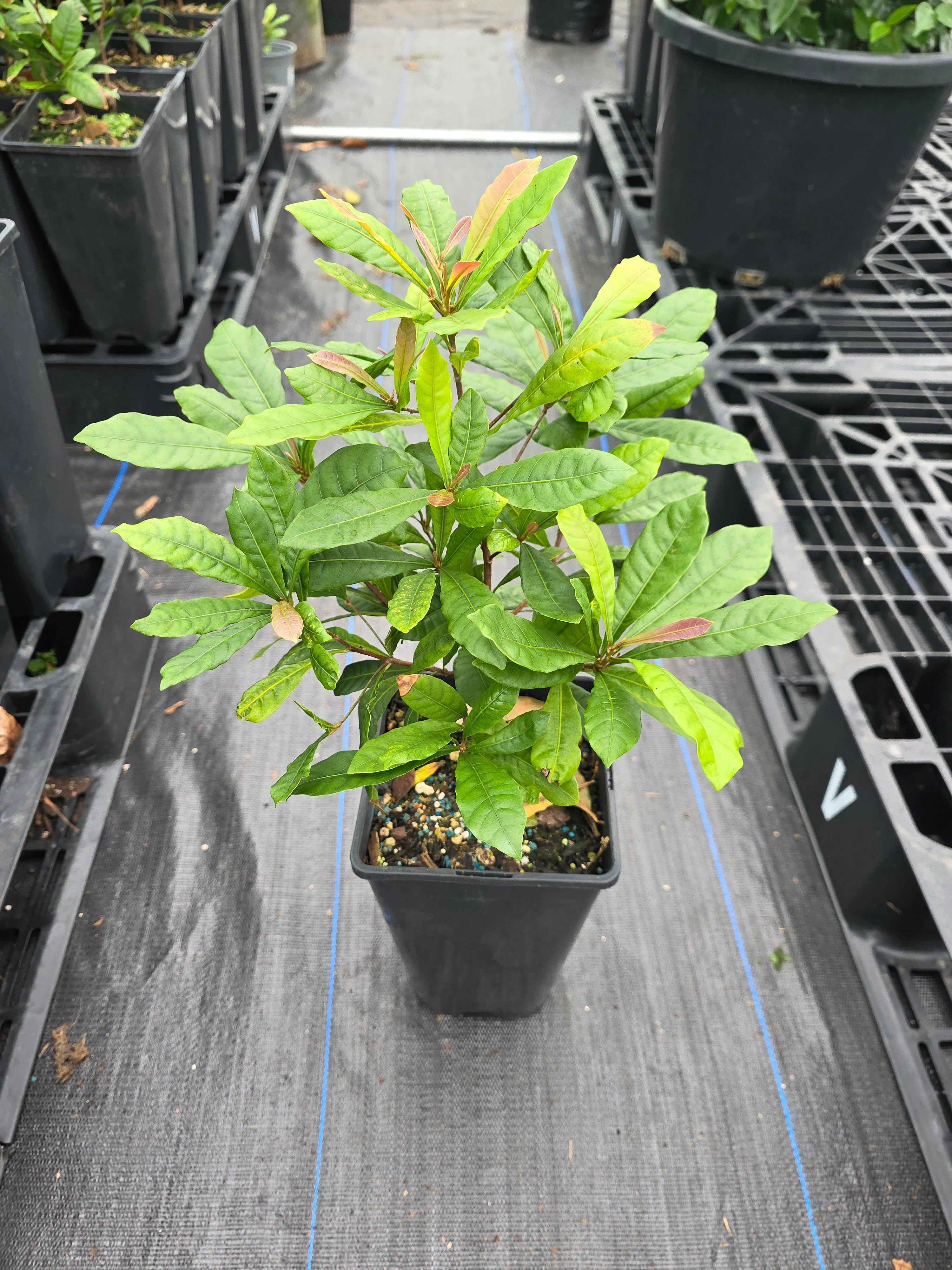 Miracle fruit plant (Miracle Berry) flyingdragonnursery