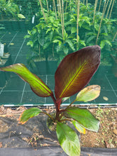 Banana - Red Abyssinian flyingdragonnursery
