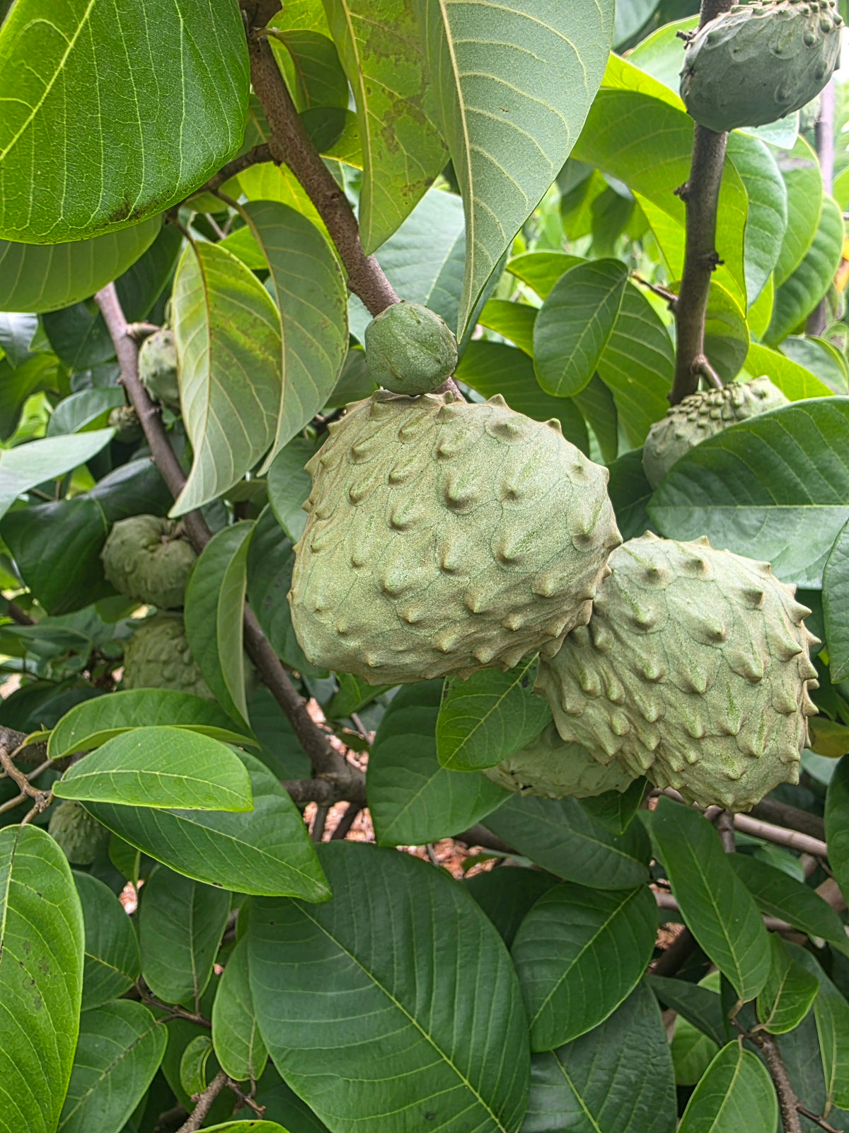 Cherimoya (Custard Apple) - Wookie - Grafted flyingdragonnursery
