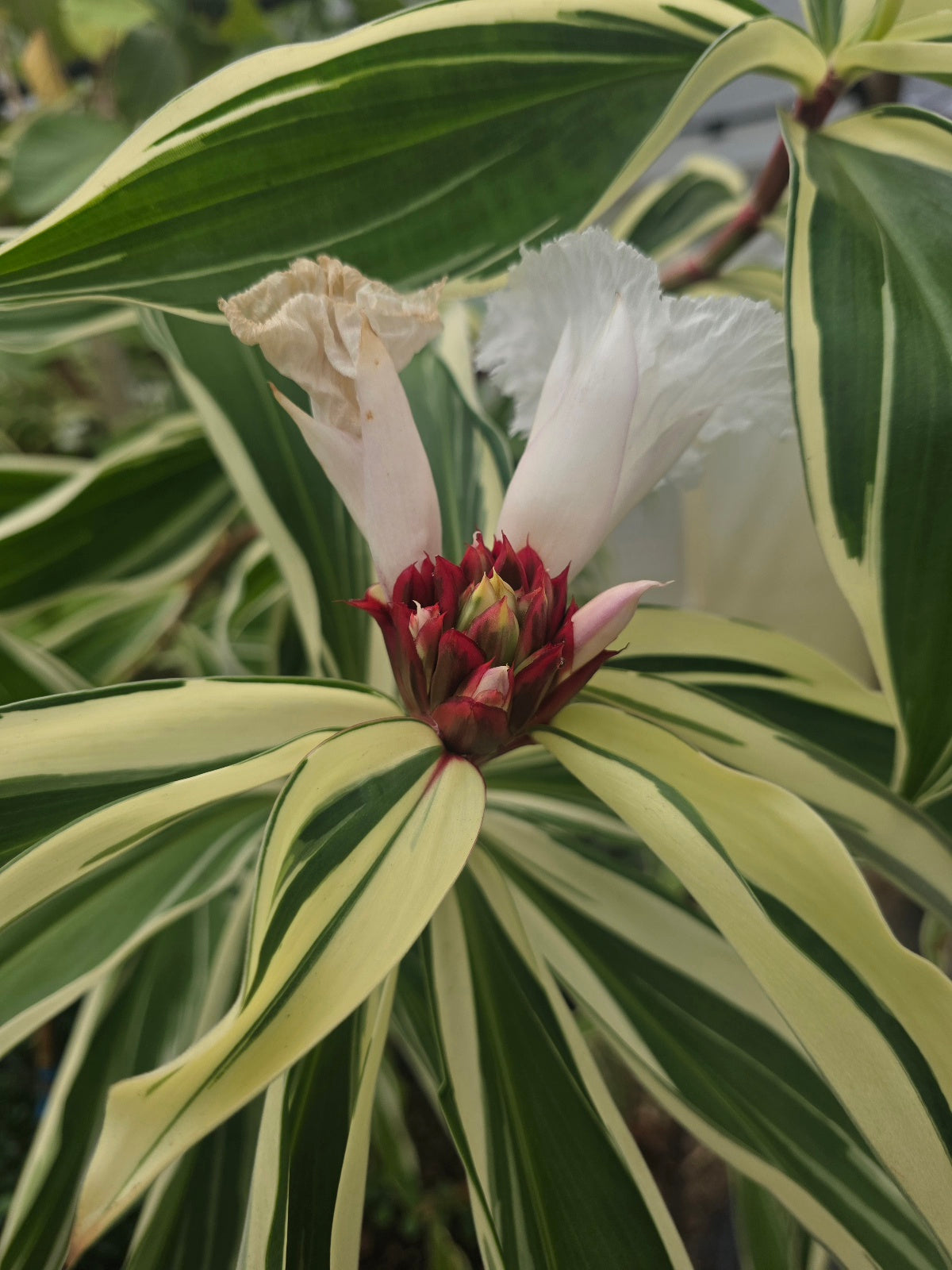 Variegated Spiral Ginger (Rare) flyingdragonnursery