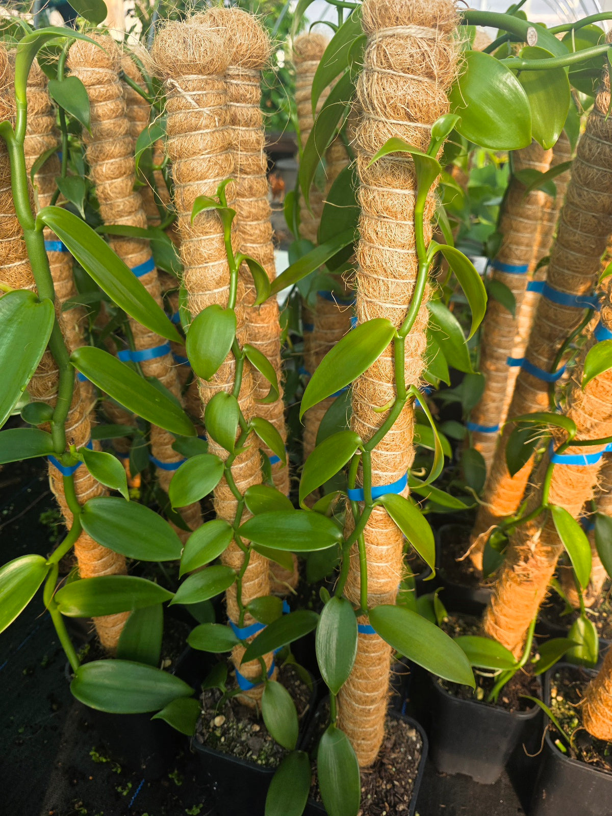 Vanilla Planifolia Plant