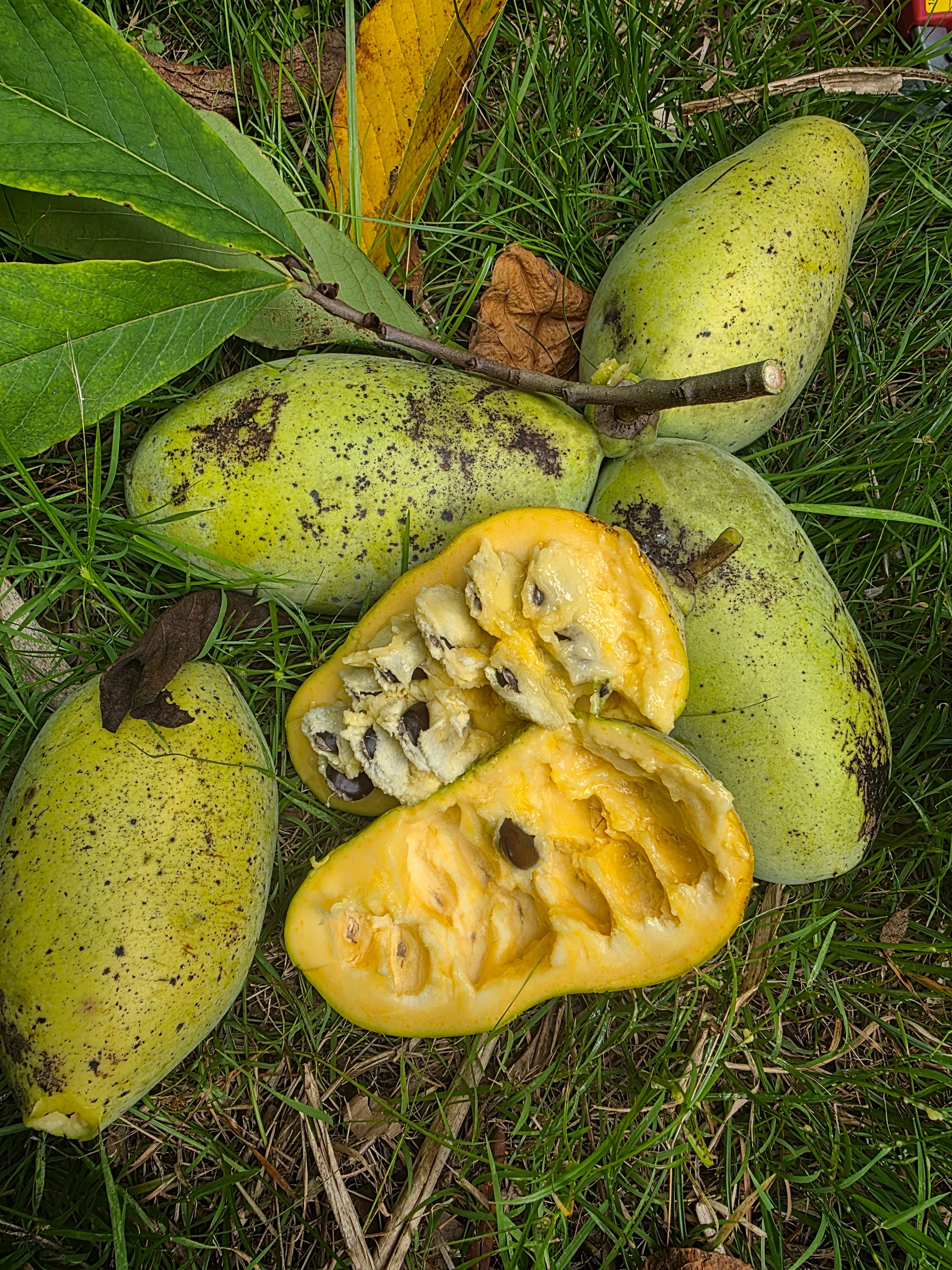 American Pawpaw - Cold Hardy flyingdragonnursery