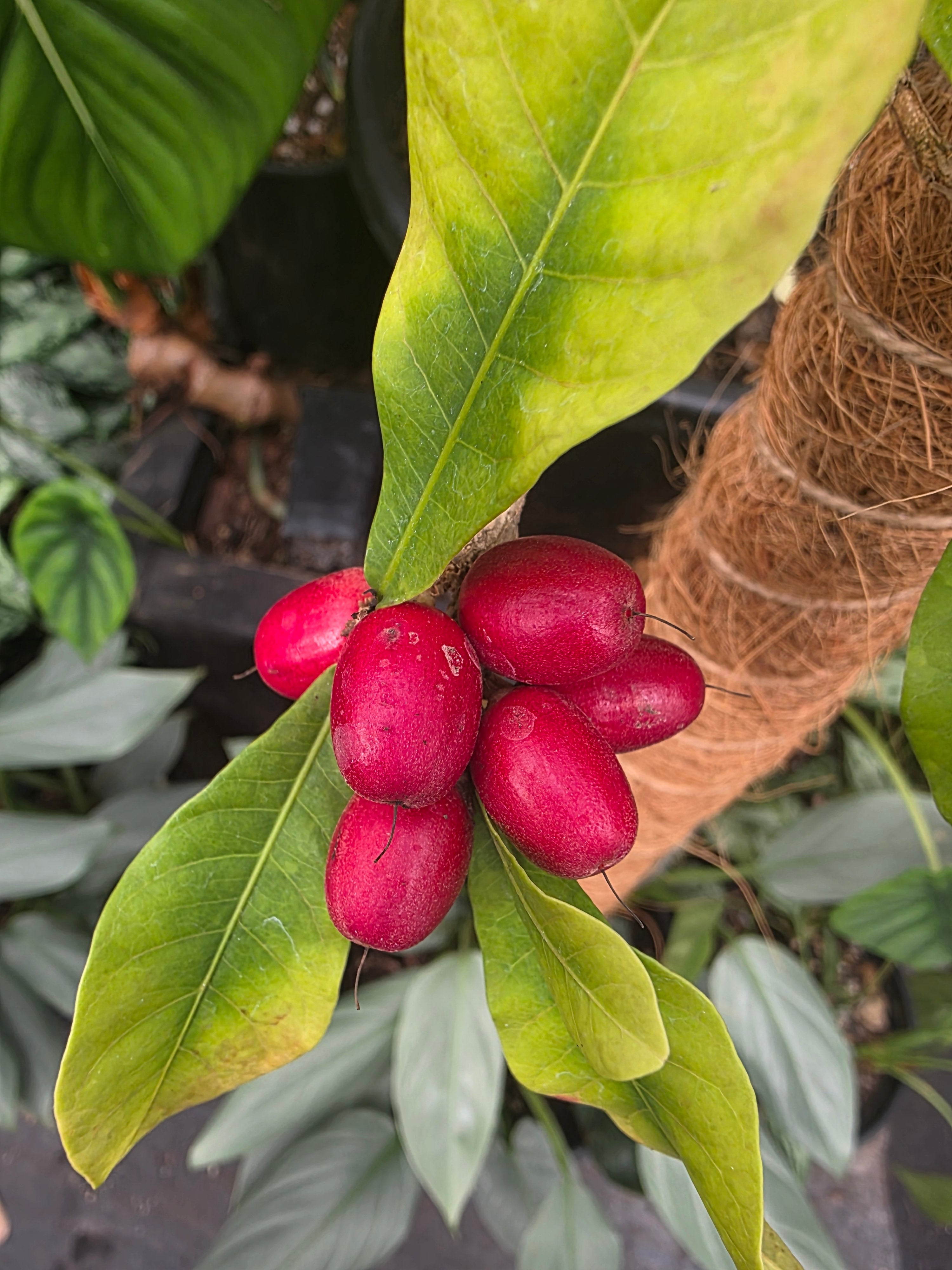 Miracle fruit plant (Miracle Berry) flyingdragonnursery