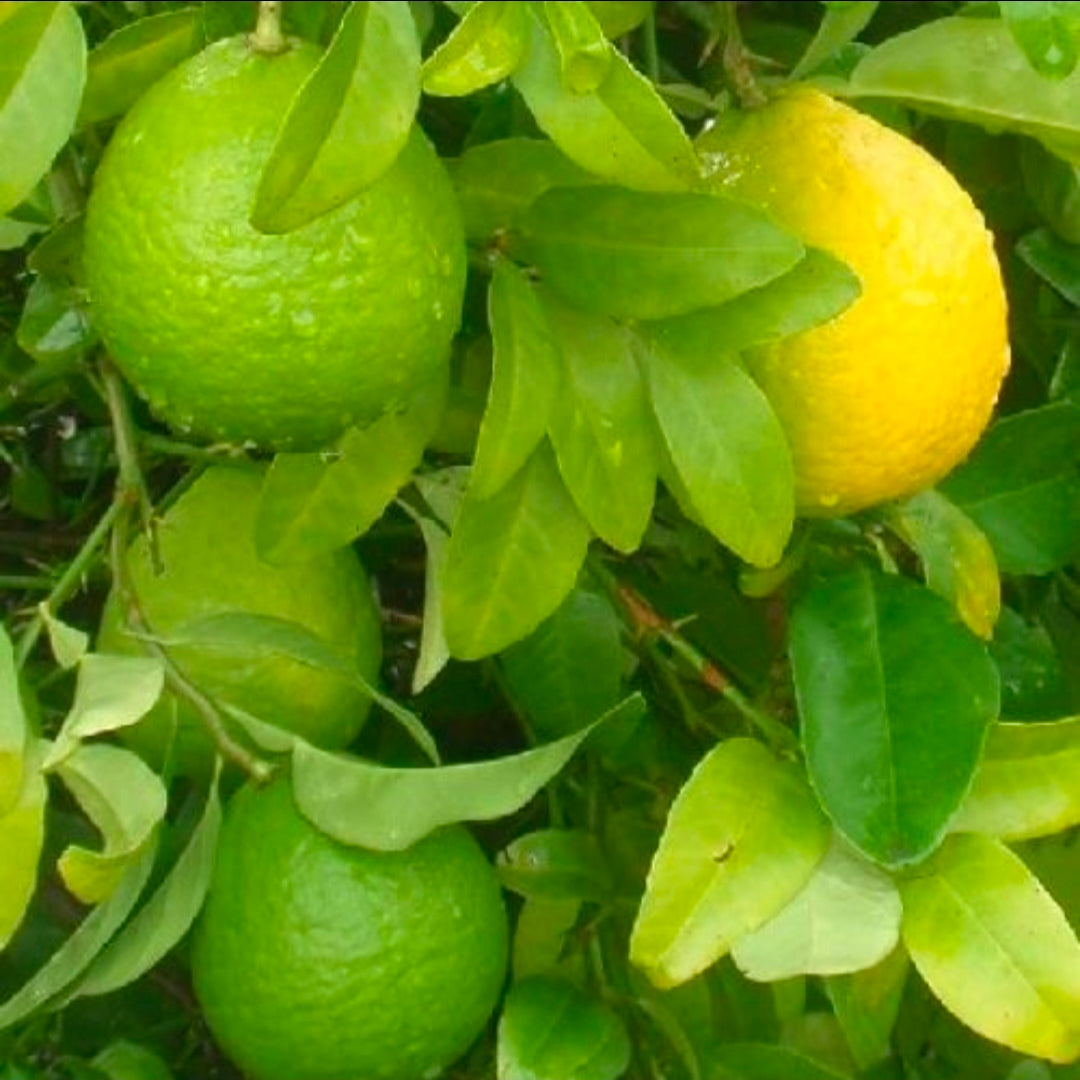 Lime - Kusaie flyingdragonnursery