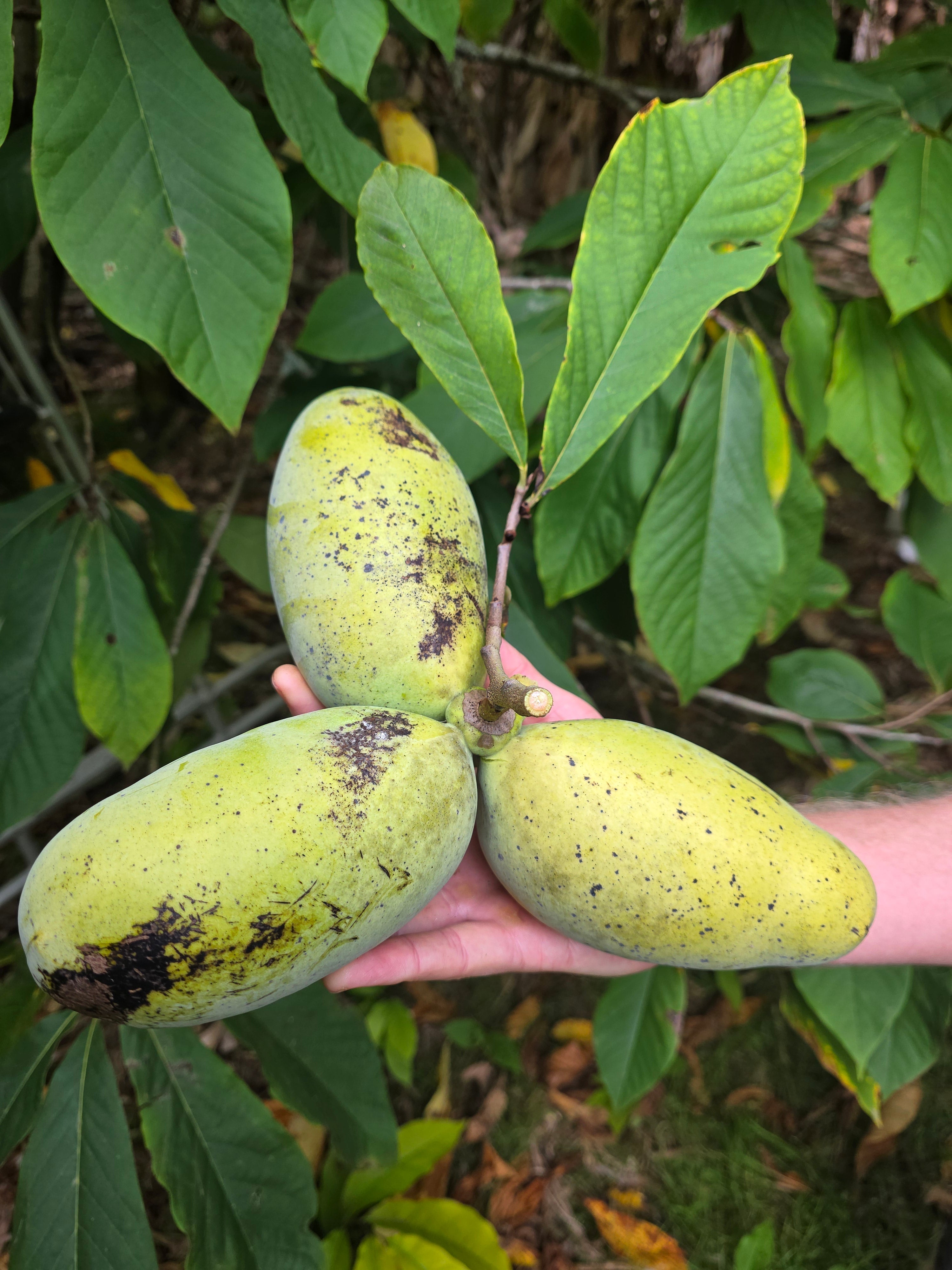 American Pawpaw - Cold Hardy flyingdragonnursery