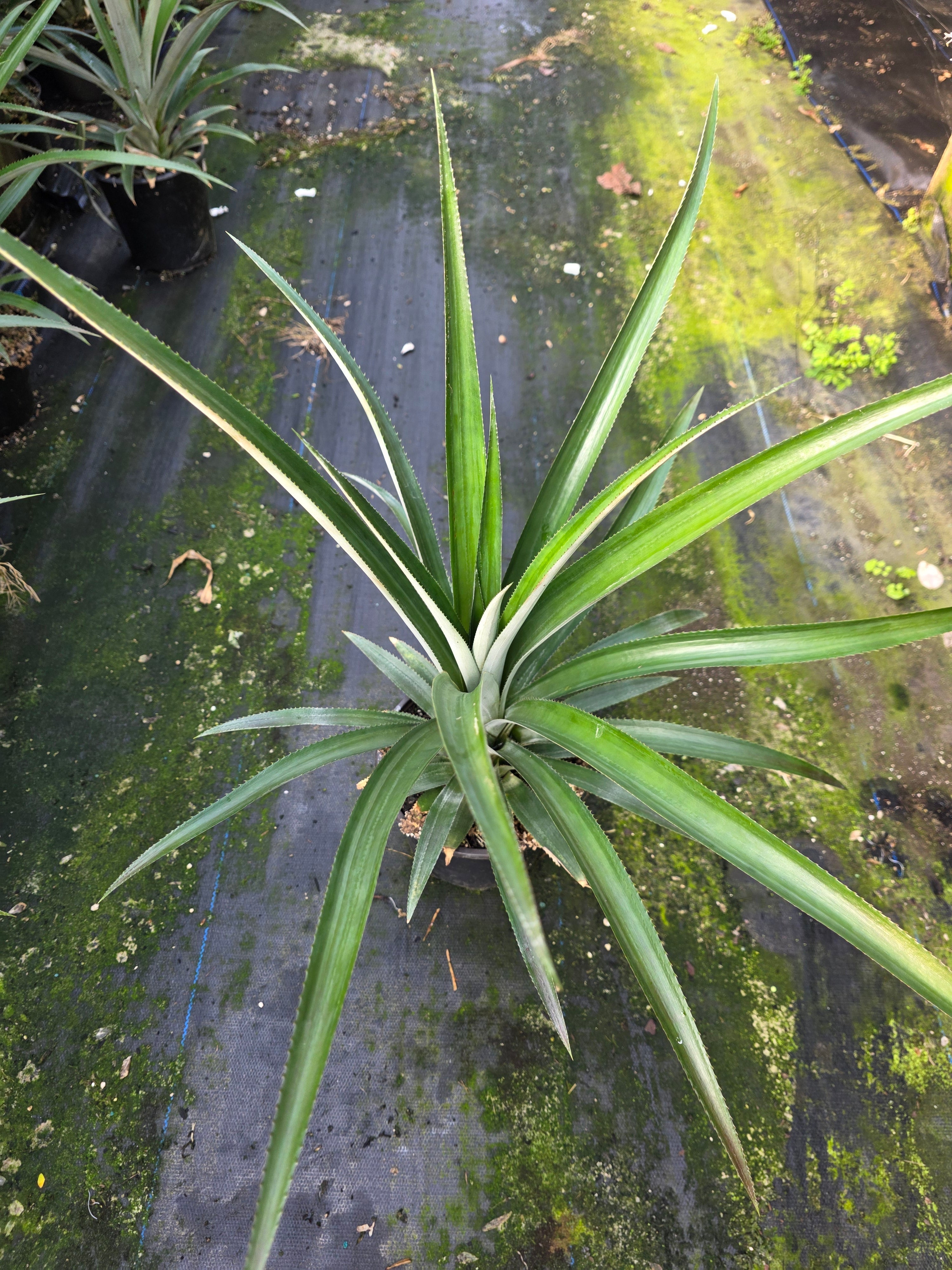 Pineapple - Queen flyingdragonnursery