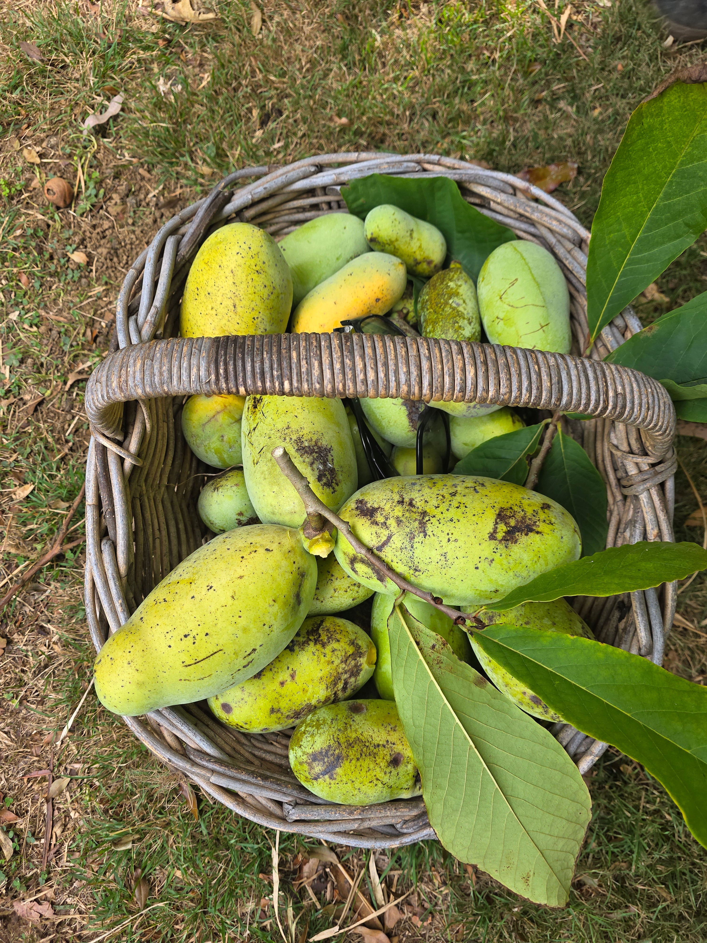 American Pawpaw - Cold Hardy flyingdragonnursery