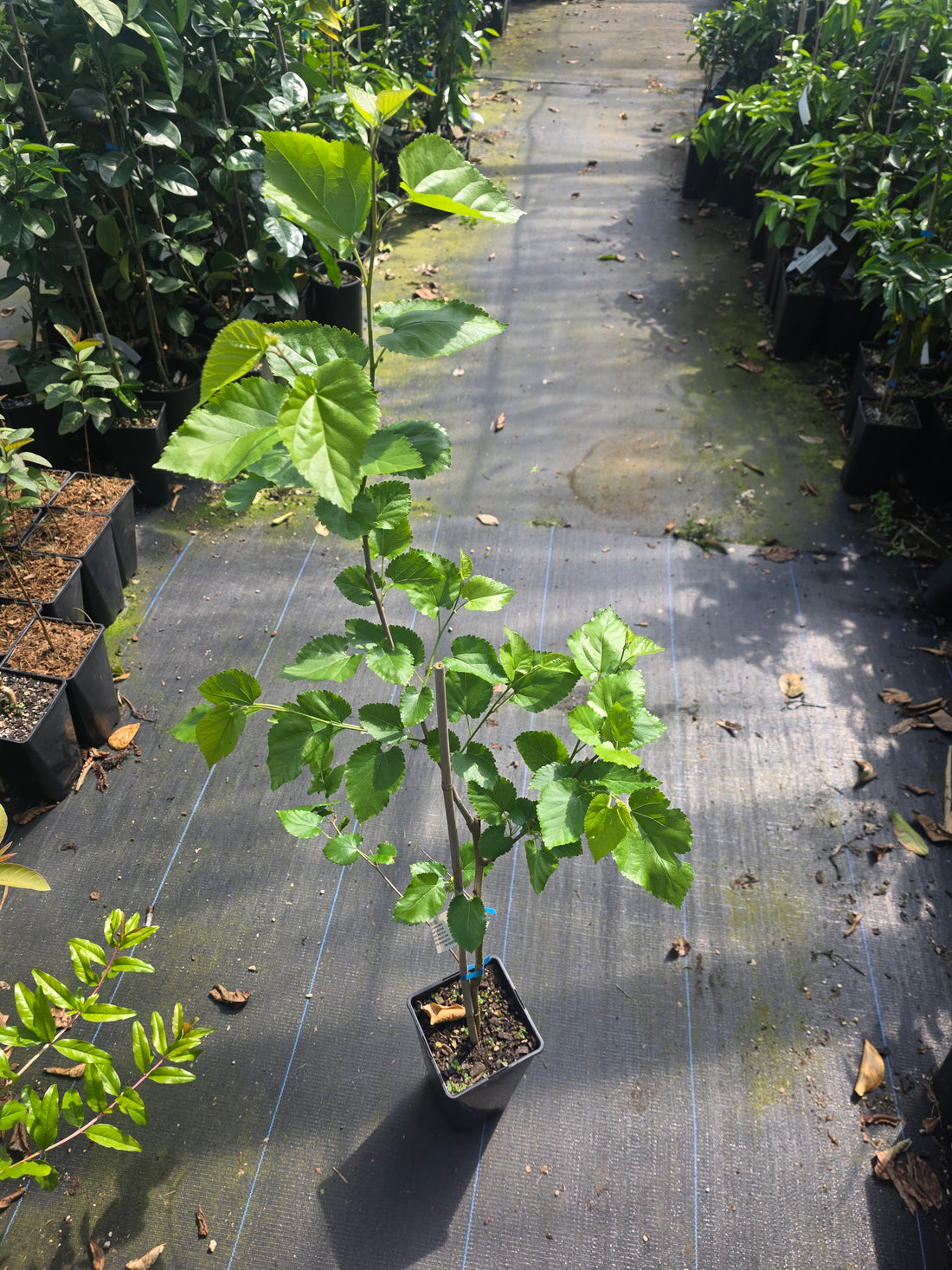 Mulberry - White (Morus alba) flyingdragonnursery