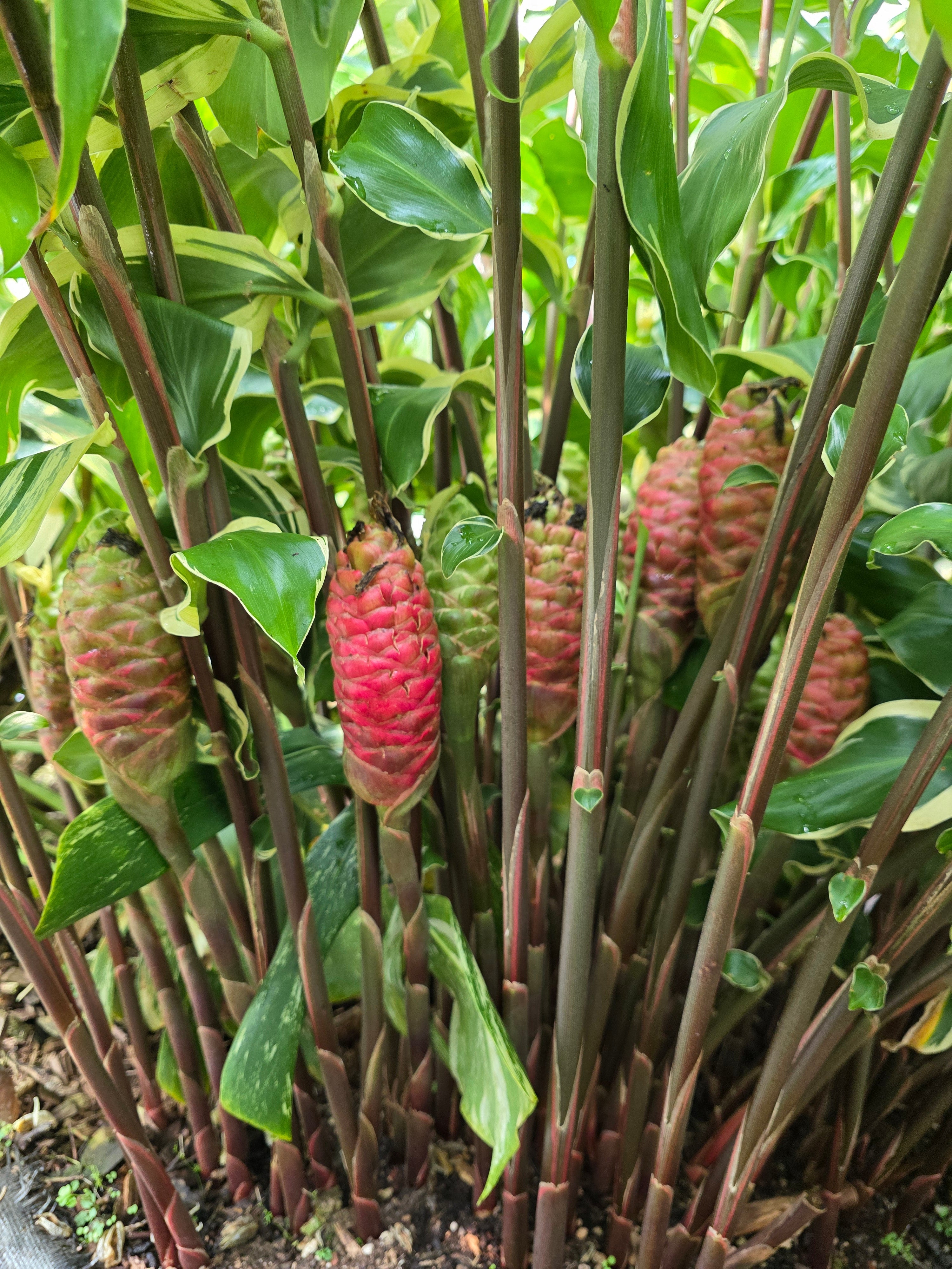 Variegated Shampoo Ginger flyingdragonnursery