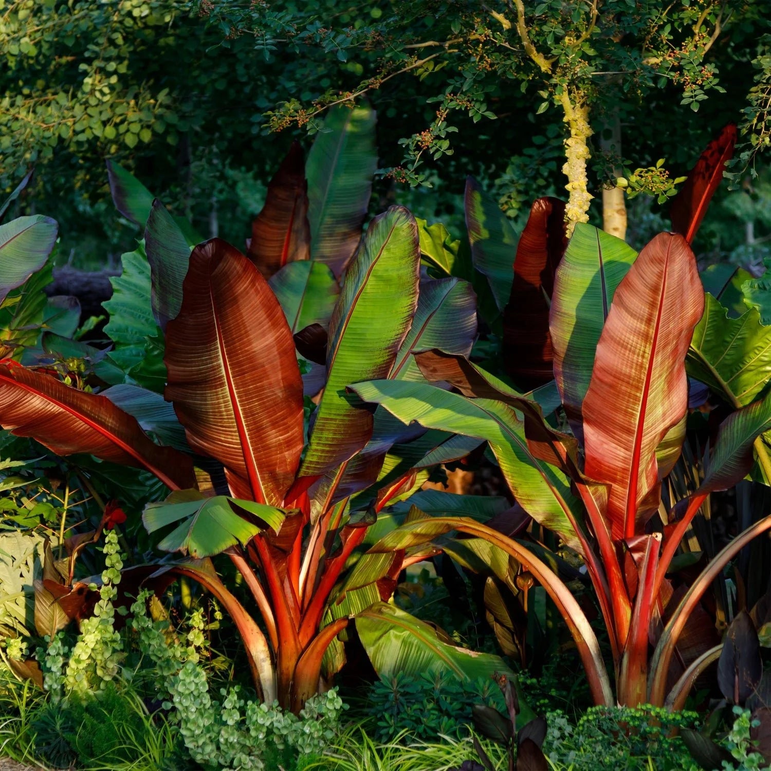 Banana - Red Abyssinian flyingdragonnursery