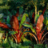 Banana - Red Abyssinian flyingdragonnursery