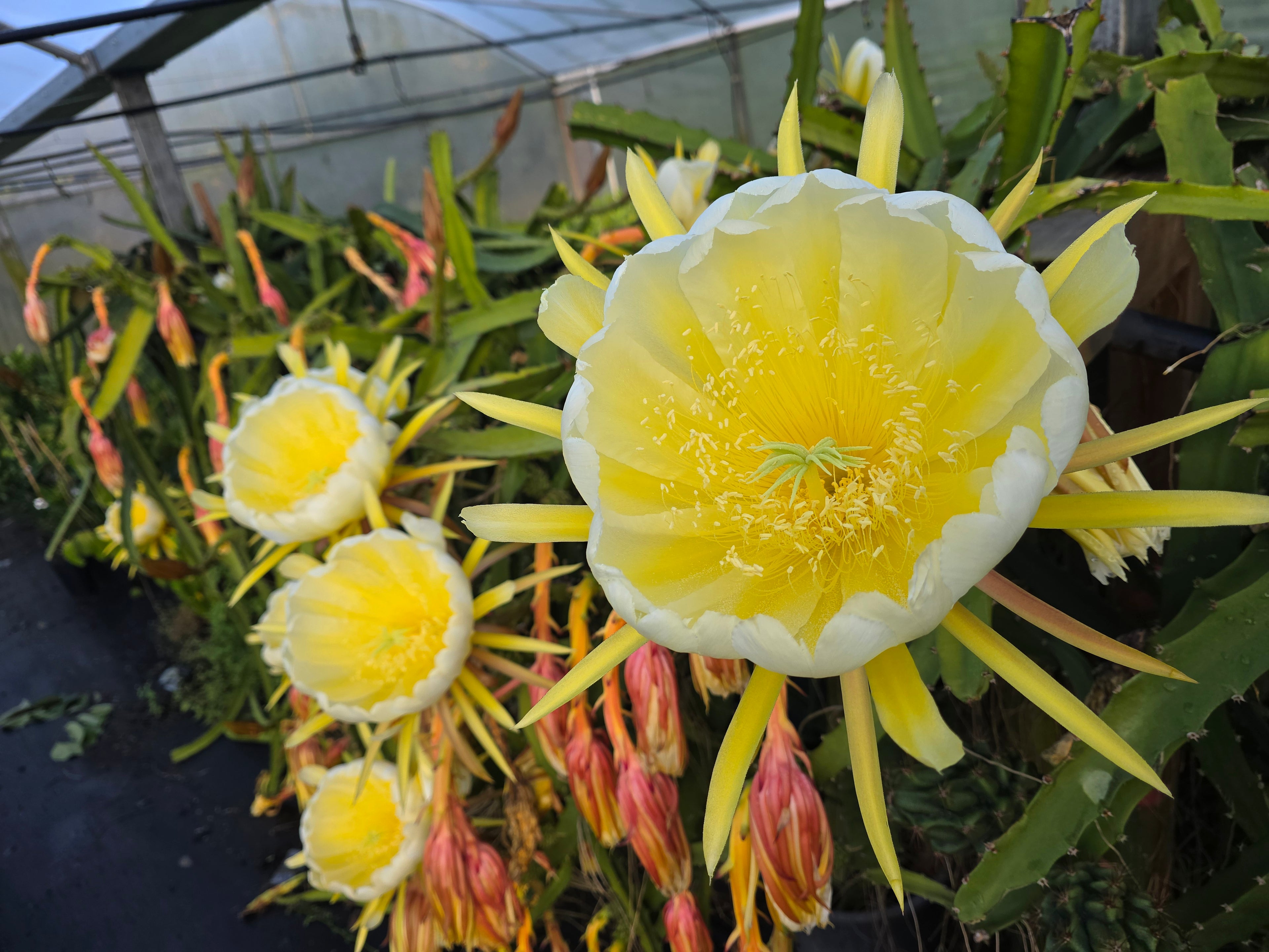 Dragonfruit Yellow (Palora) - Rooted in a pot