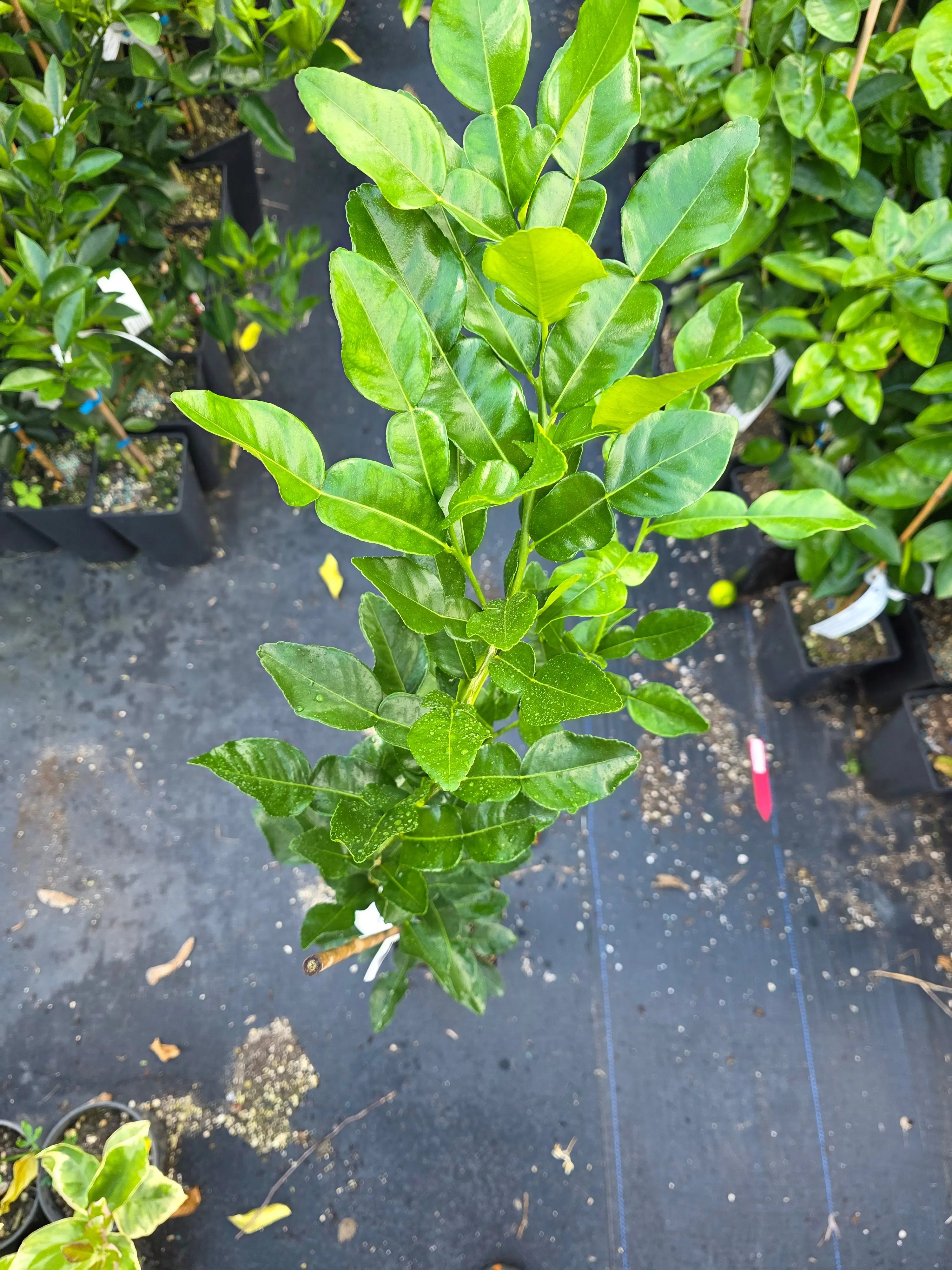 Lime - Kaffir