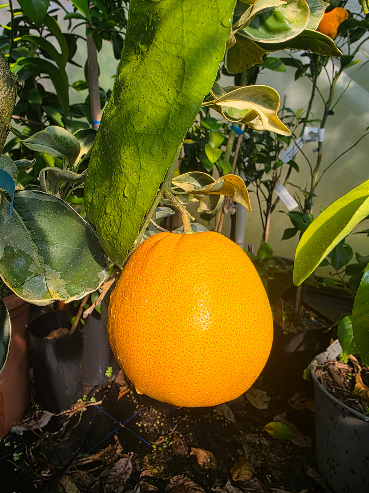 Variegated Orange — Ruby Flame™