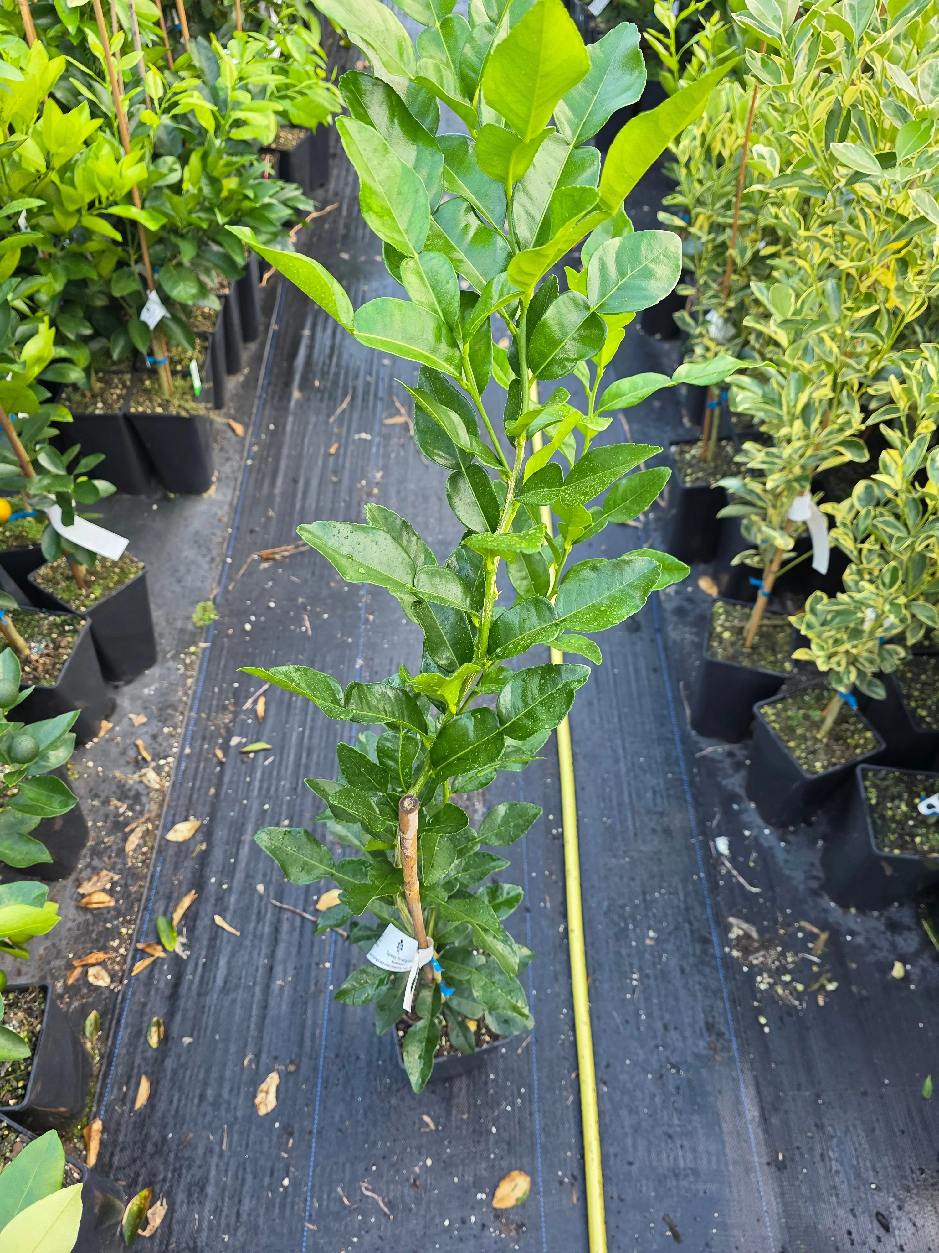 Lime - Kaffir