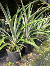Pineapple - Queen flyingdragonnursery