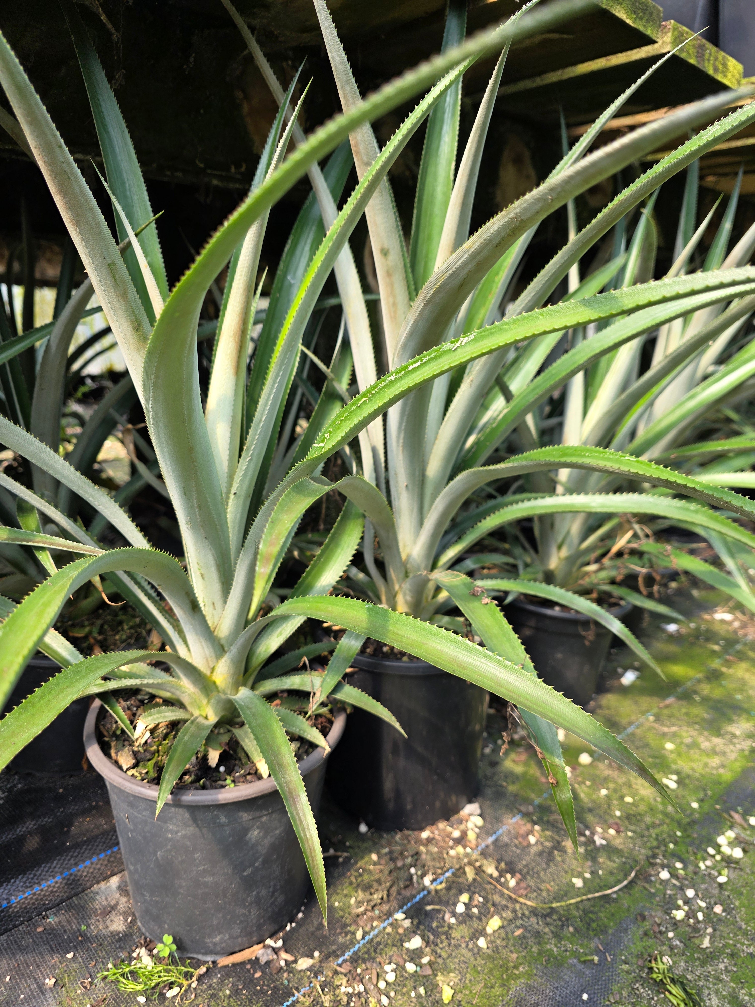 Pineapple - Queen flyingdragonnursery