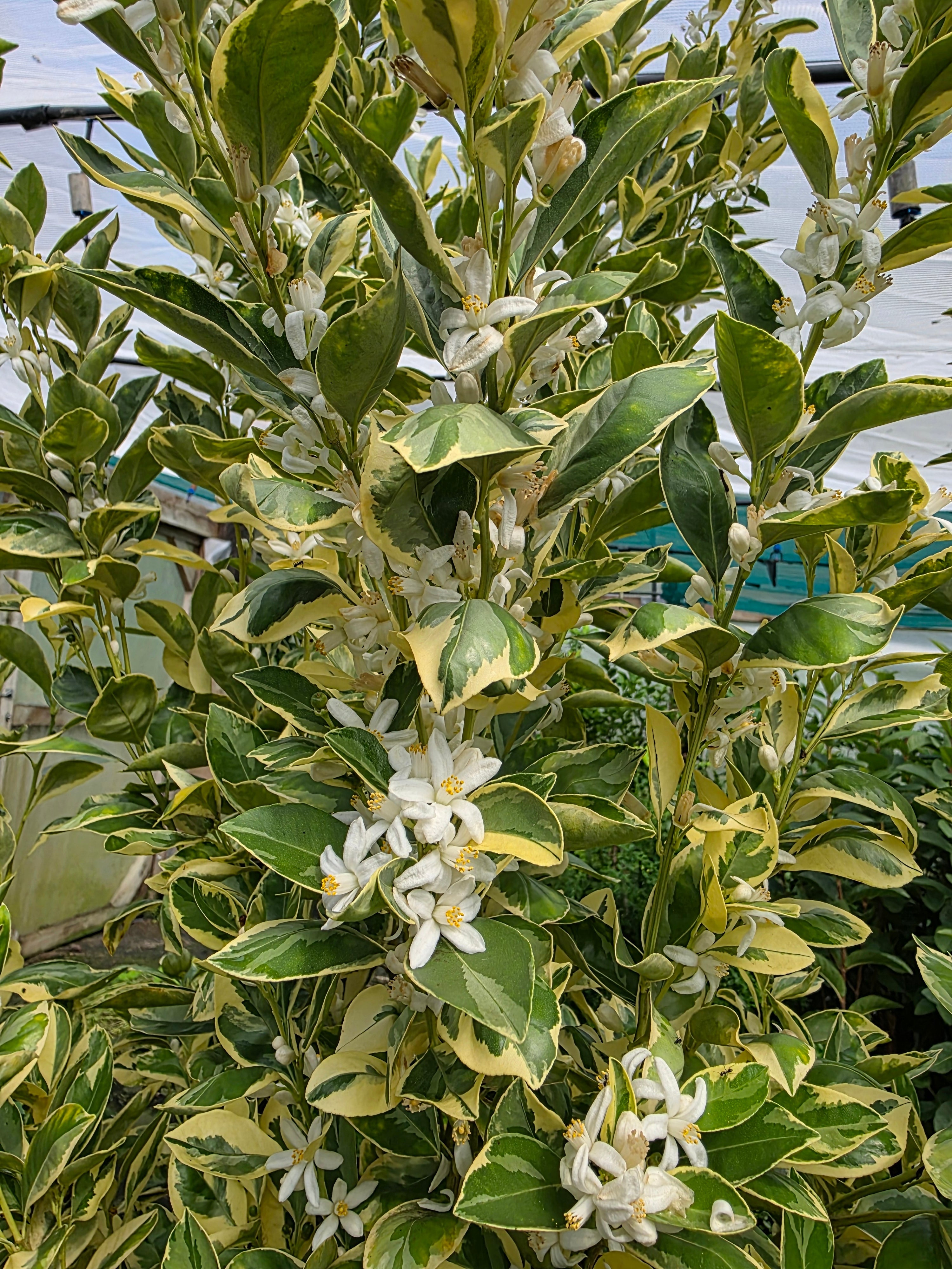 Calamansi - Variegated flyingdragonnursery