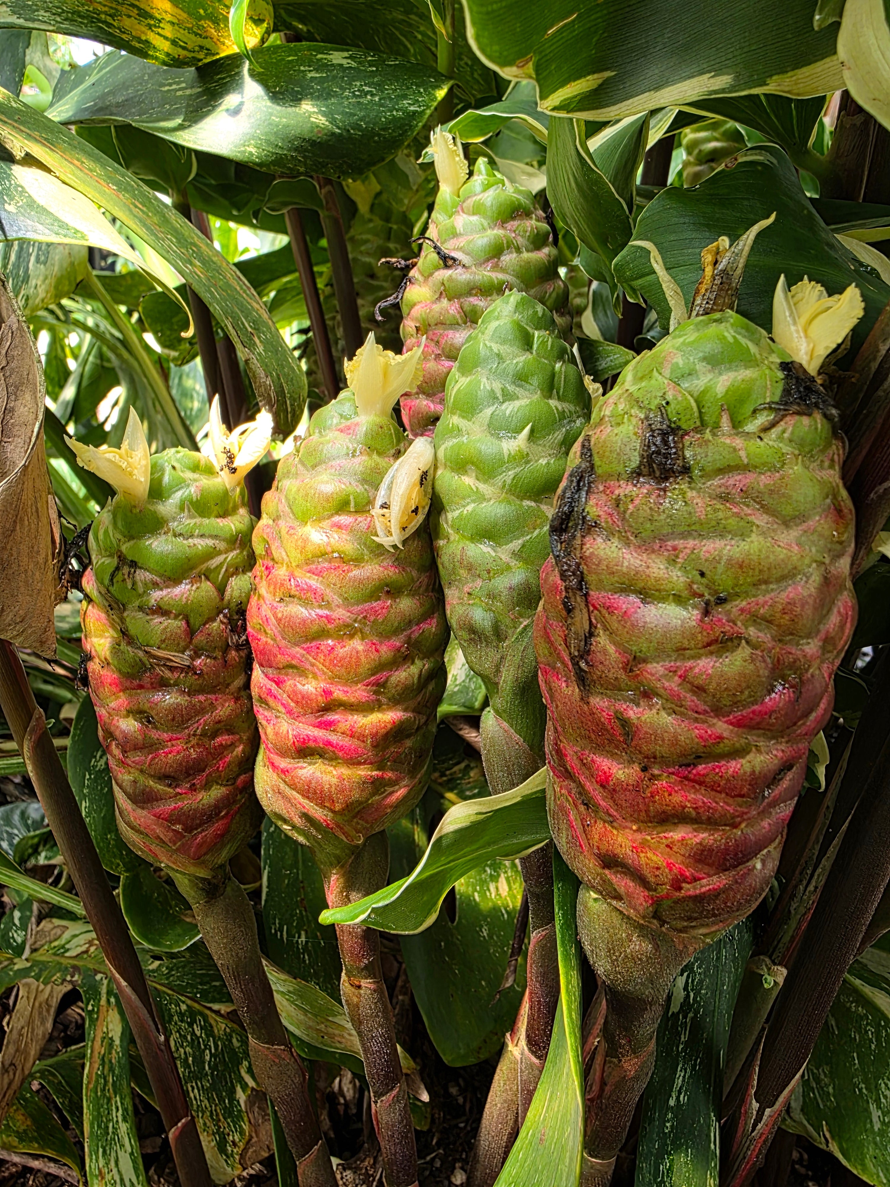 Variegated Shampoo Ginger flyingdragonnursery