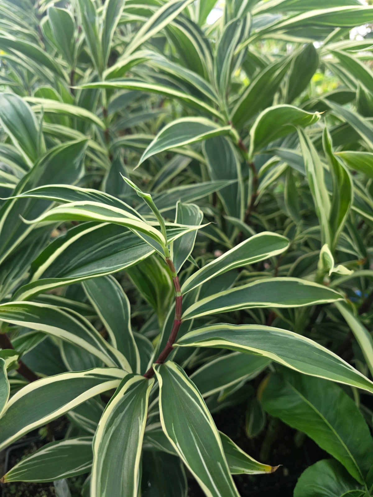 Variegated Spiral Ginger (Rare)
