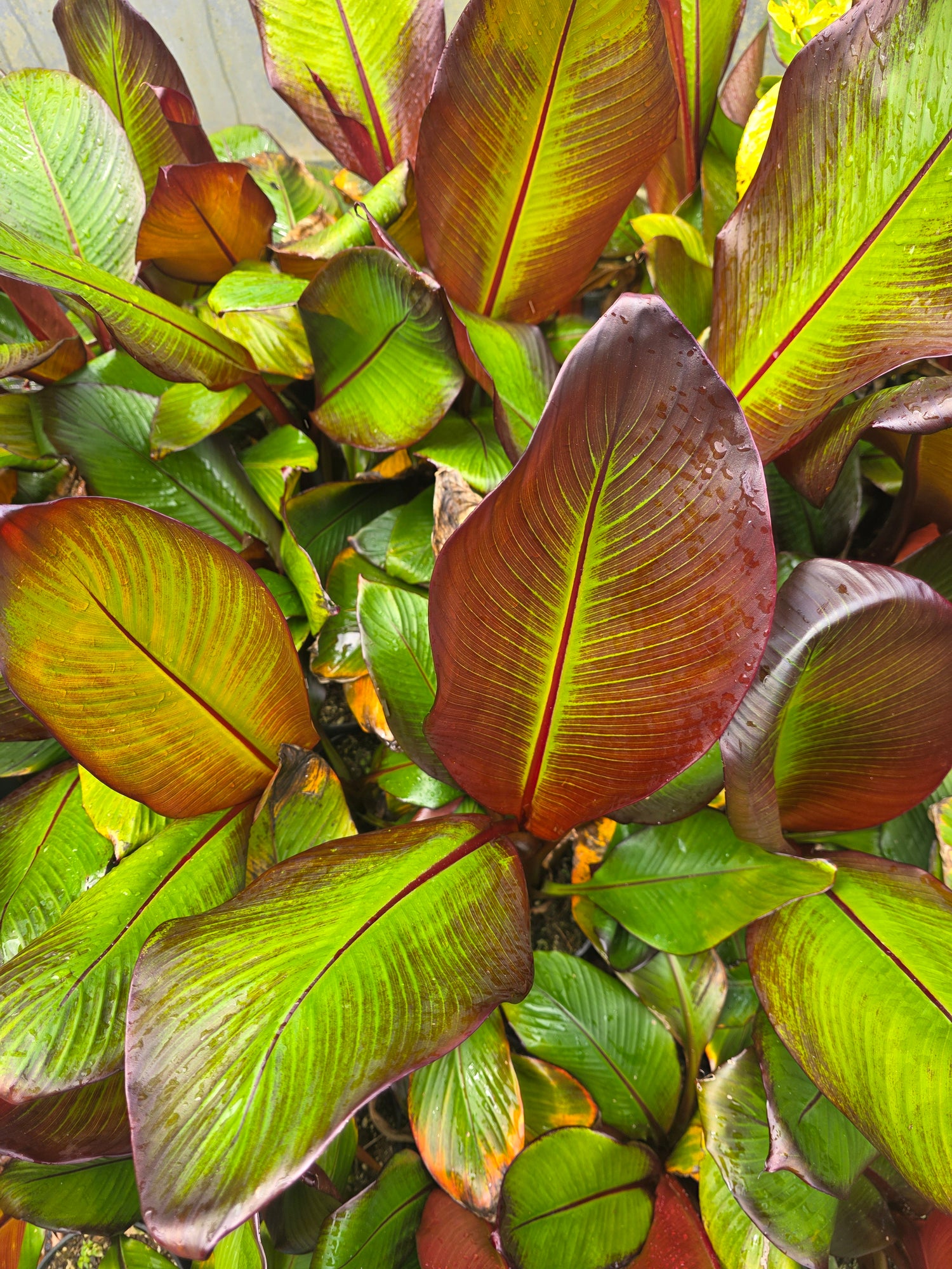 Banana - Red Abyssinian flyingdragonnursery