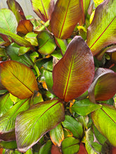 Banana - Red Abyssinian flyingdragonnursery