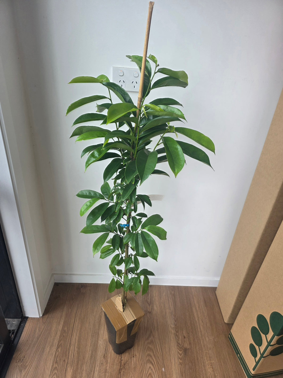 Soursop plant flyingdragonnursery