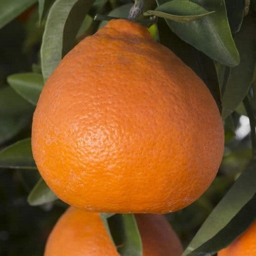 Tangelo - Bay Gold flyingdragonnursery