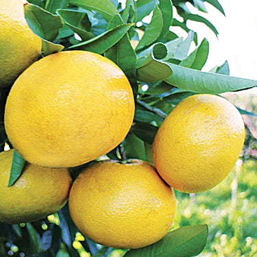 Grapefruit - Wheeny - Cold hardy, summer ripening flyingdragonnursery