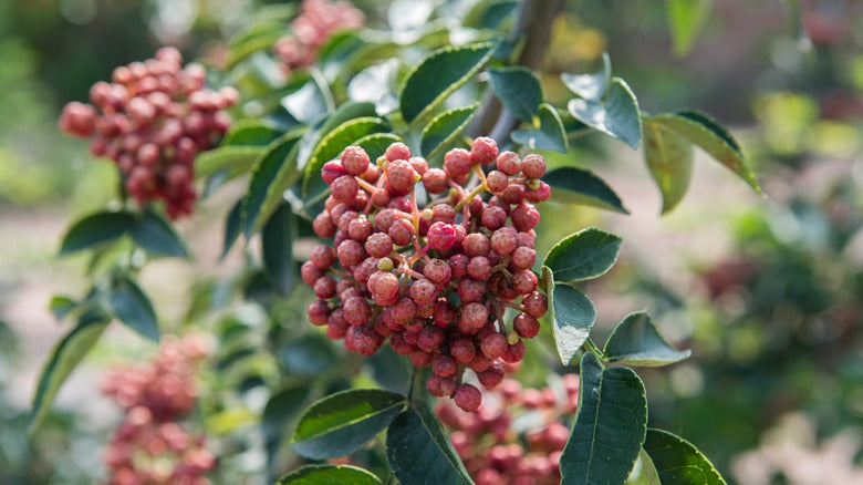 Red Sichuan Pepper Plant flyingdragonnursery