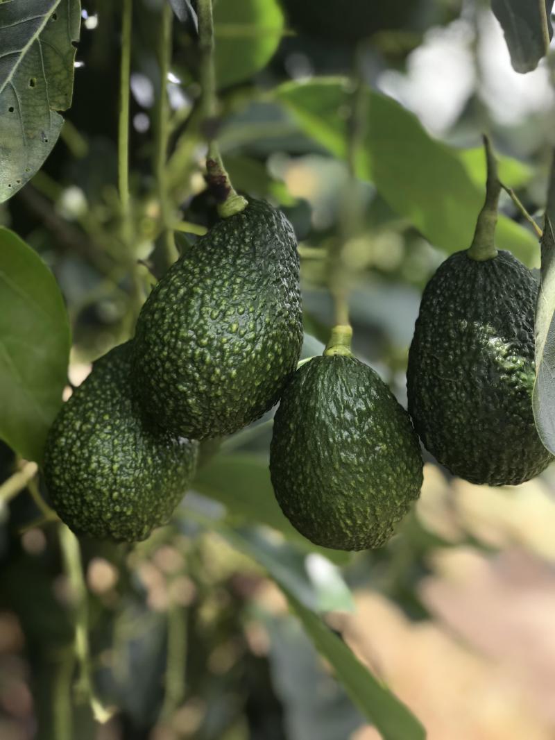 Avocado - Hass - flyingdragonnursery
