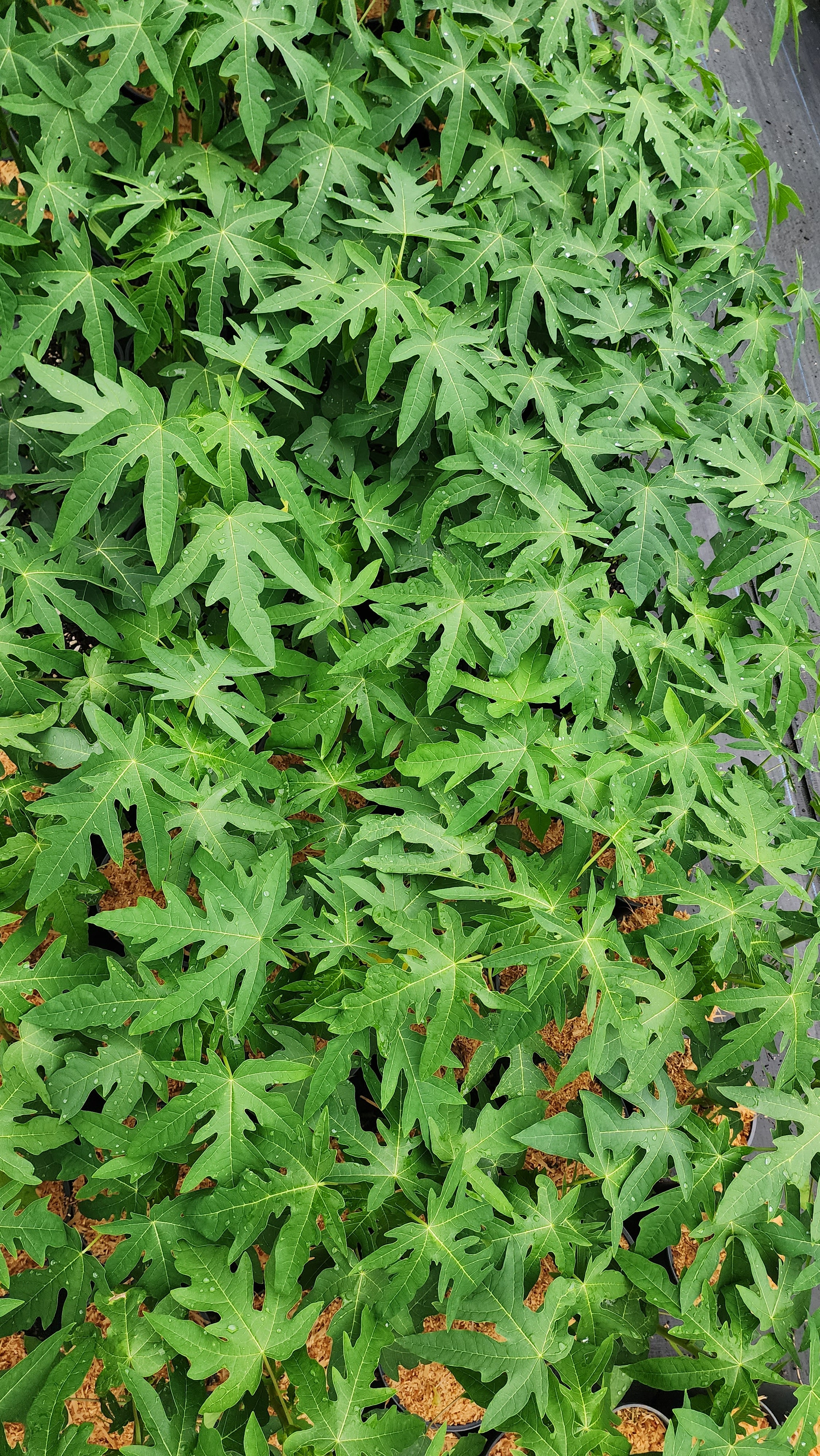 Papaya - Red Lady dwarf - flyingdragonnursery