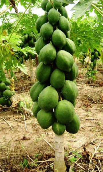 Papaya - Red Lady dwarf - flyingdragonnursery