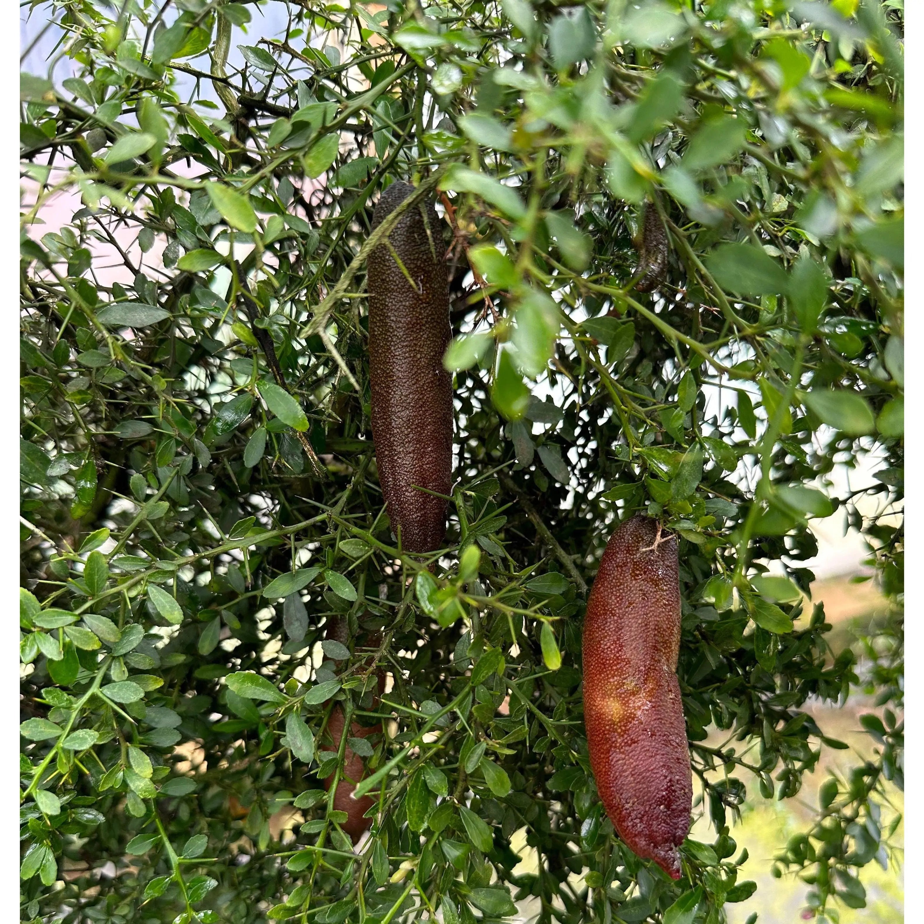 Finger Lime - Brown - Grafted - flyingdragonnursery