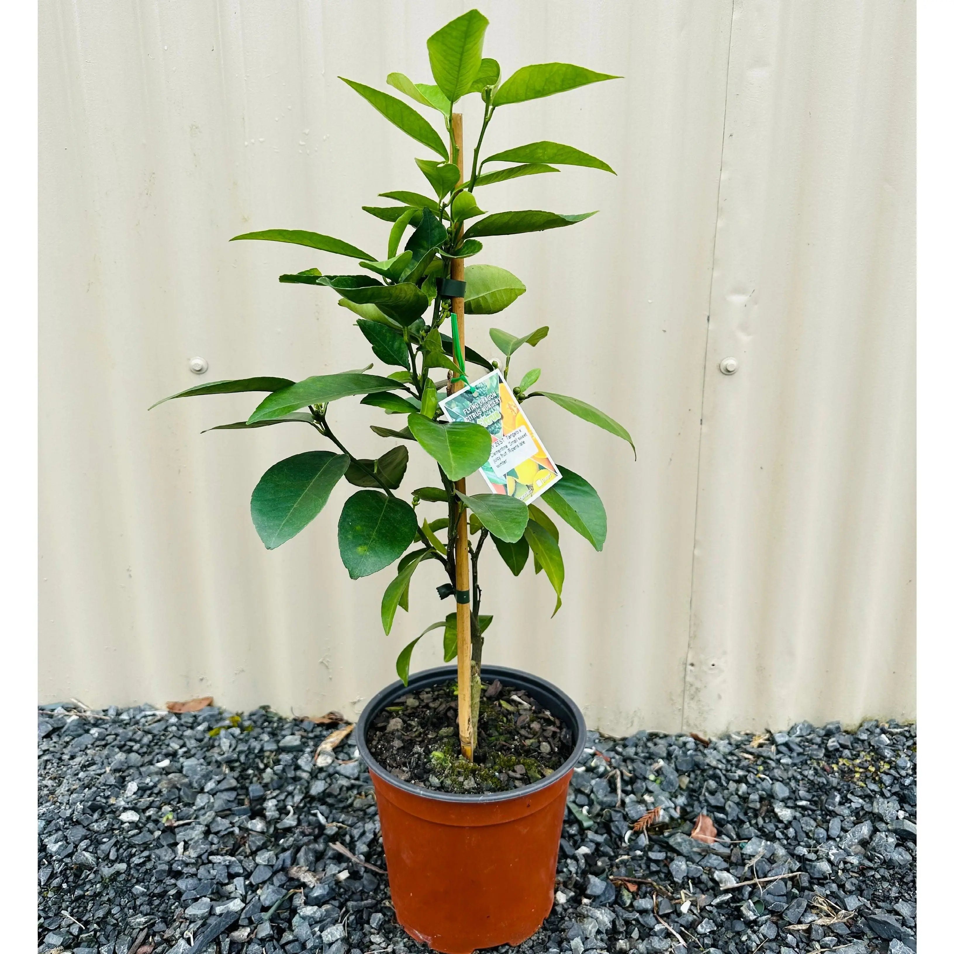 Mandarin - Bay Zest - flyingdragonnursery