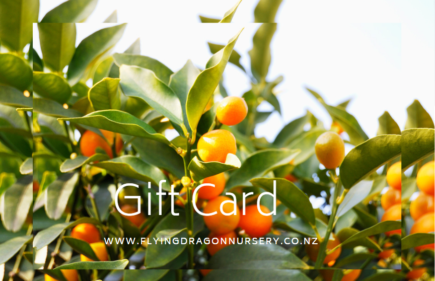 Flying Dragon Nursery Gift Card - flyingdragonnursery