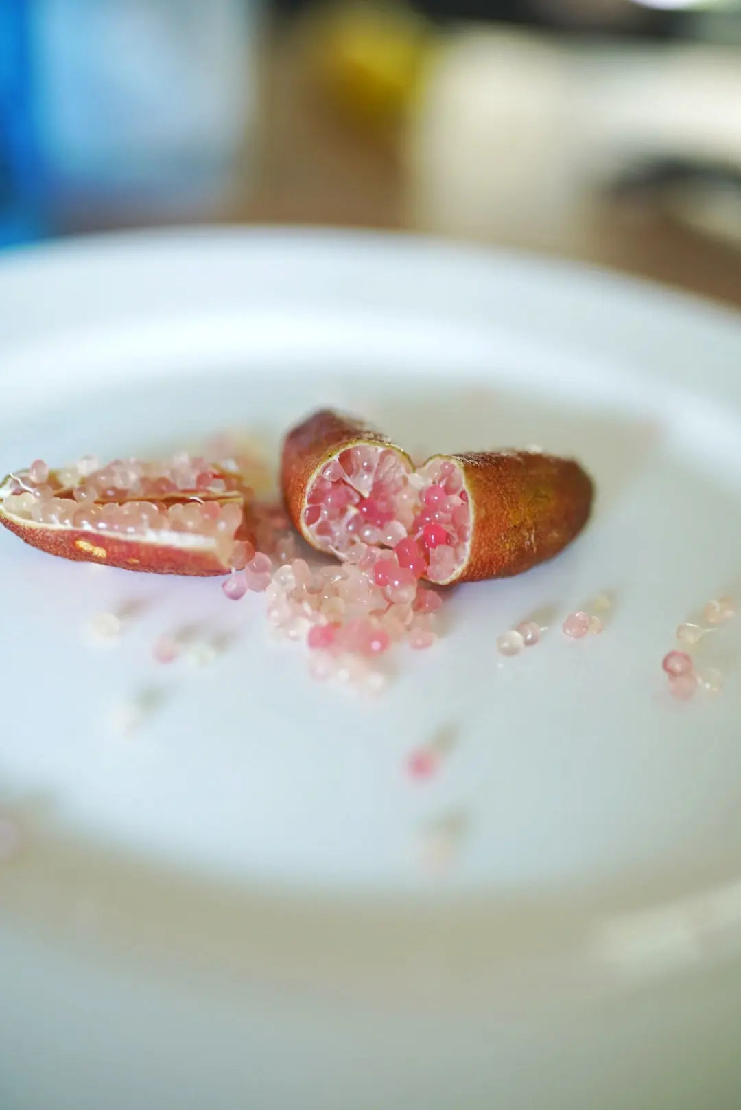 Finger Lime - Brown - Grafted - flyingdragonnursery